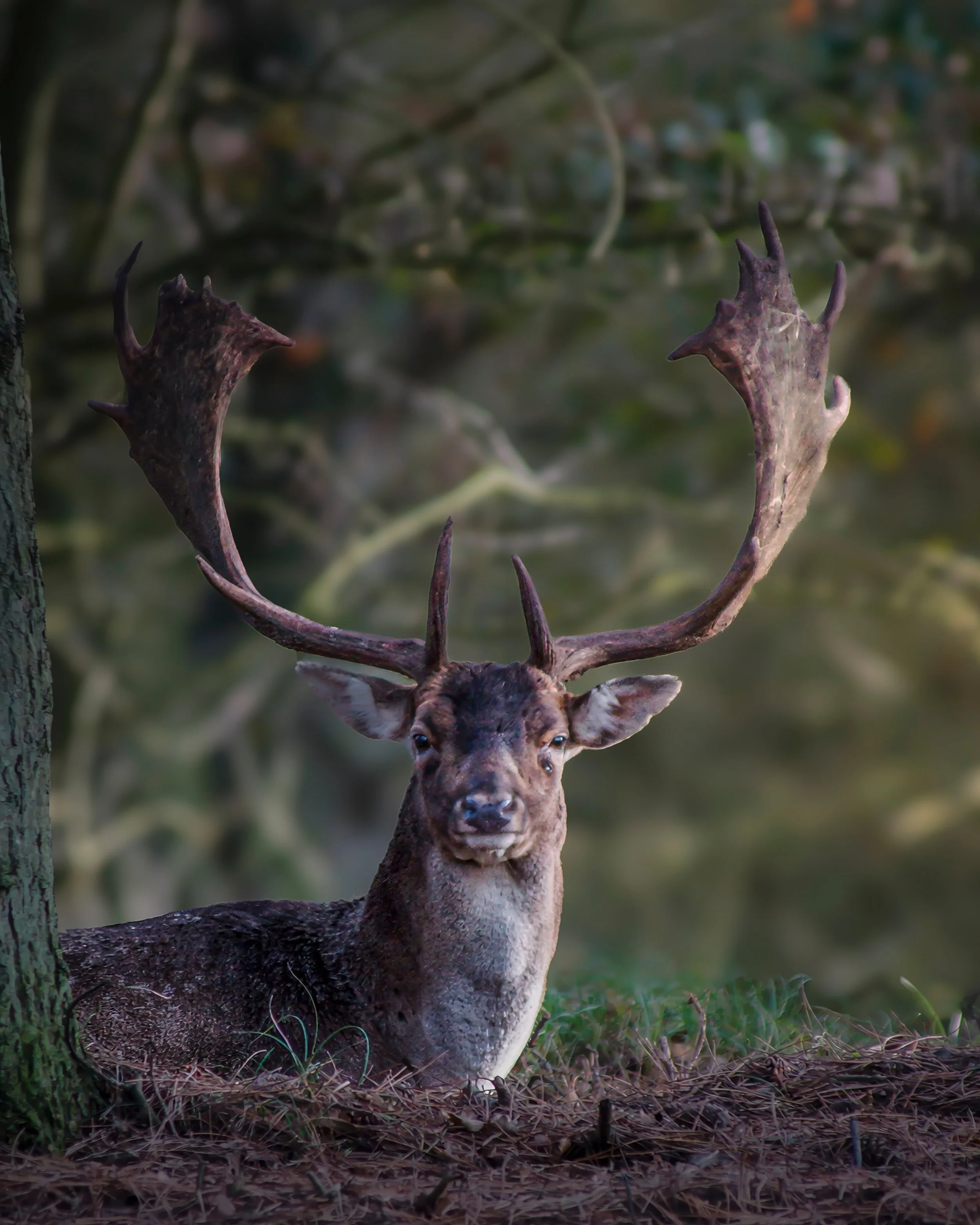 Crown of the Dunes — Fallow Deer, Netherlands