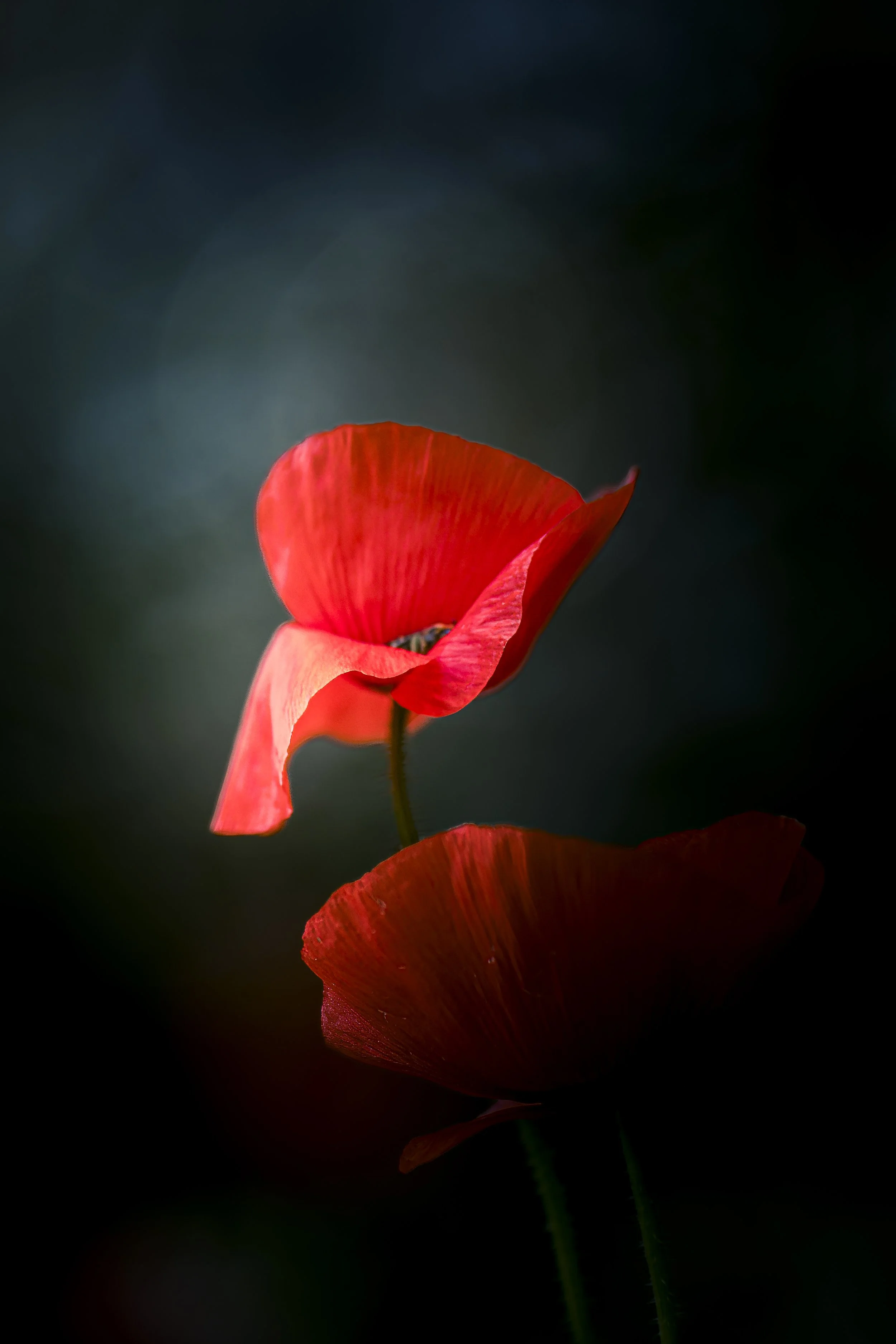 Red poppy glowing in soft light against a dark teal background, with a second poppy in the shadow below, wildflower field in Sint-Michielsgestel, Netherlands