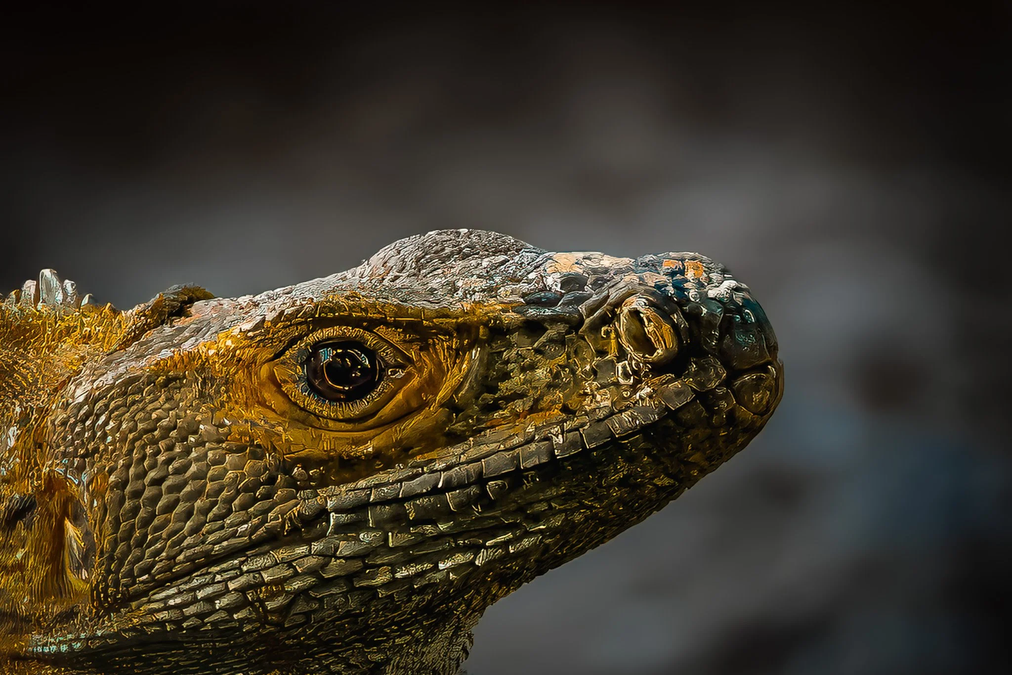 Close-up portrait of a Komodo dragon's head and eye, golden-toned wildlife photo print