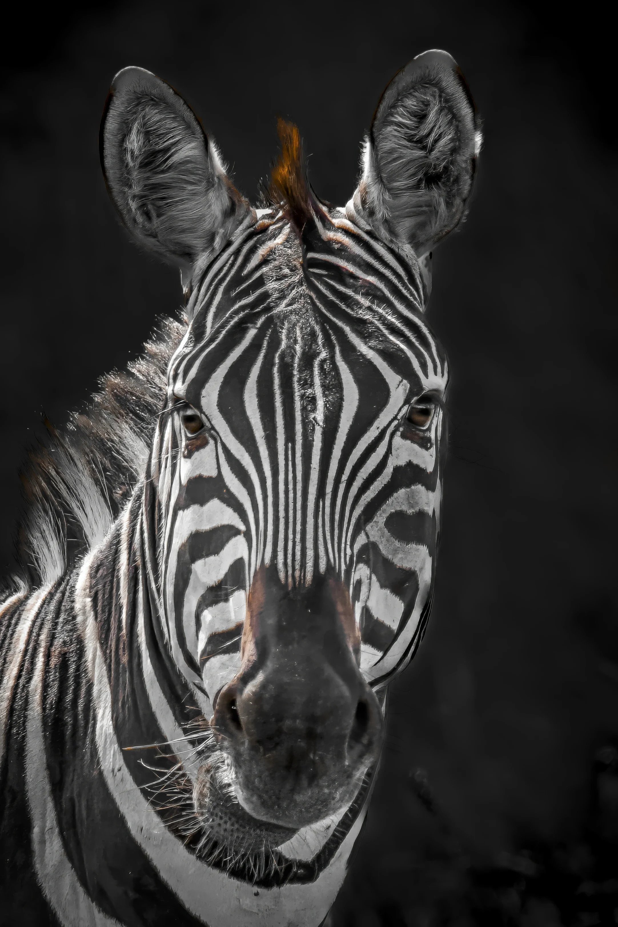 Close-up zebra portrait against black background, wildlife fine art photography