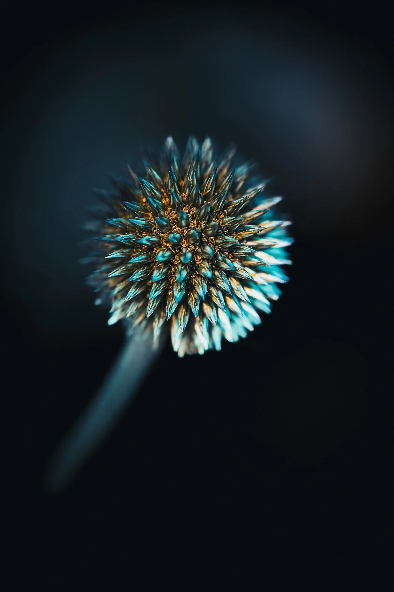 Echinops globe thistle flower macro, dark background wall art print