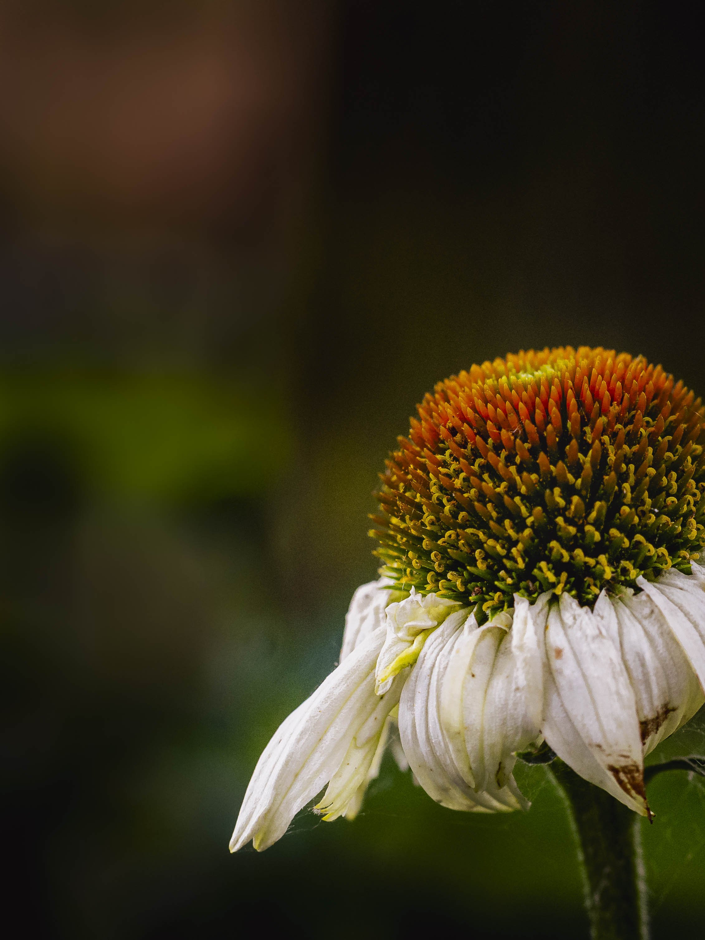 White coneflower close-up macro, botanical wall art print