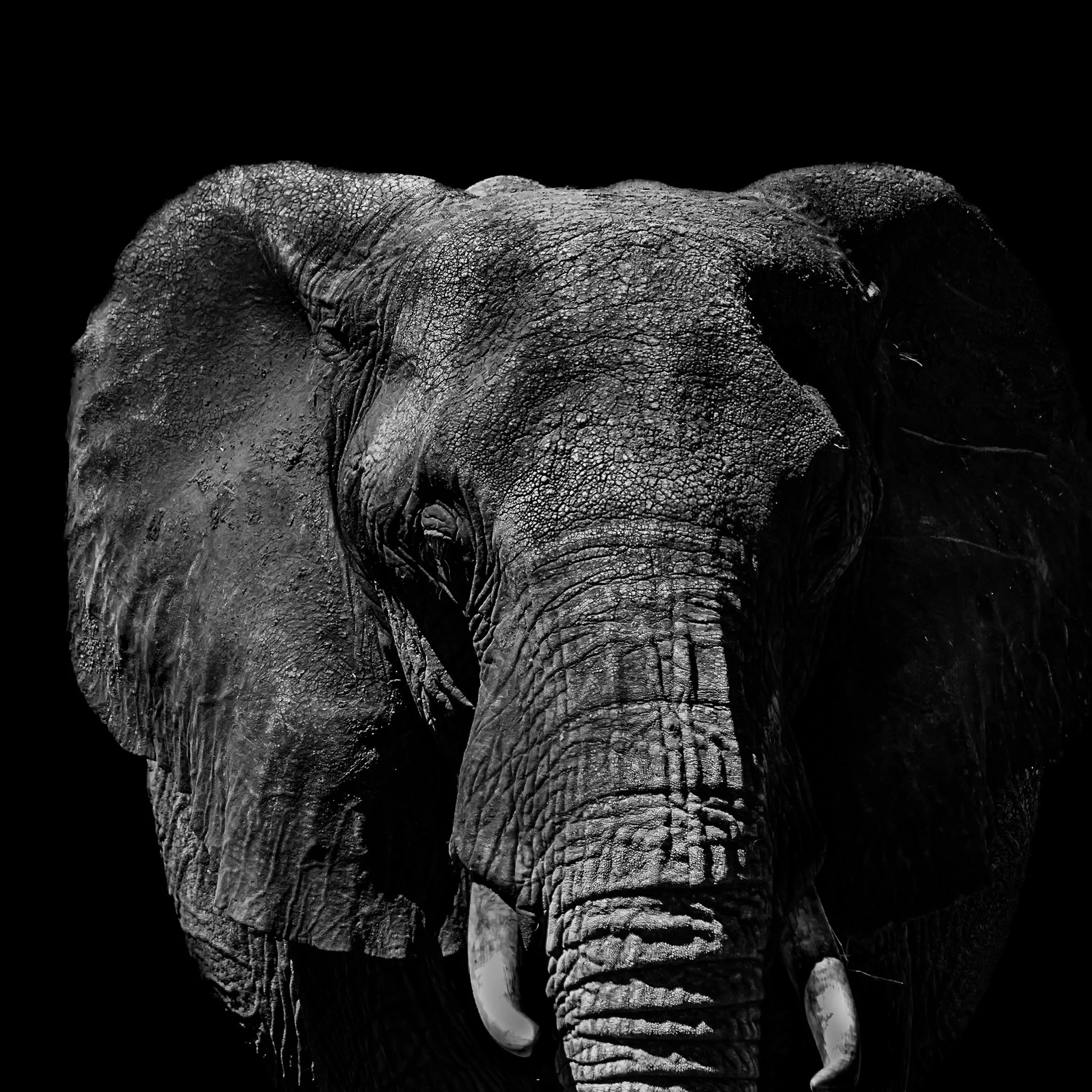 Frontal elephant portrait on black background, Black & White collection tile