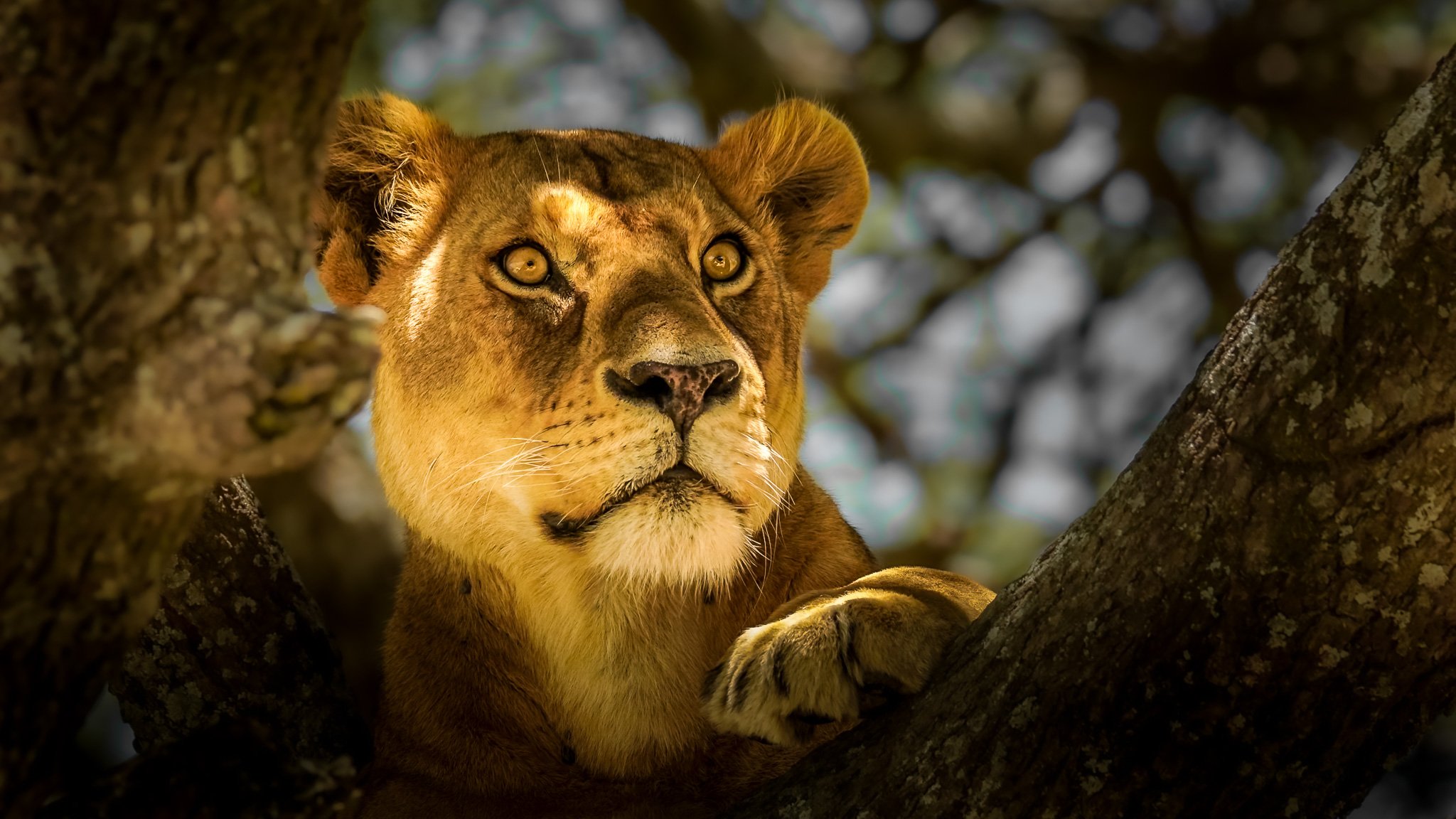 Lioness resting in a tree, golden light, wall art print