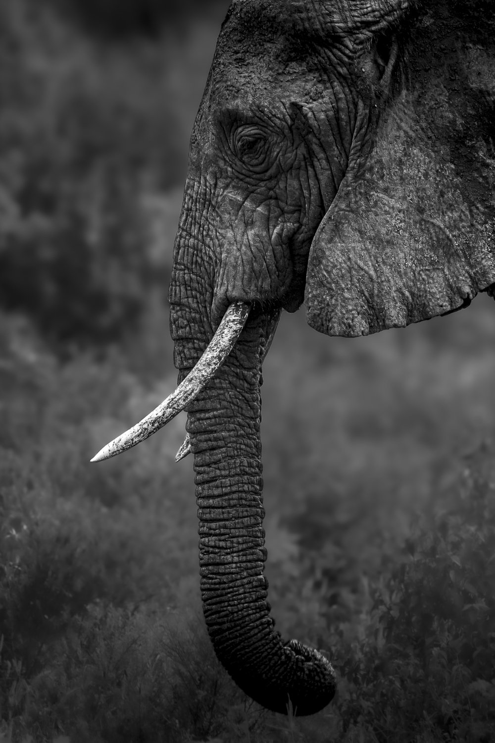 Elephant profile portrait with tusk detail, black and white wildlife print
