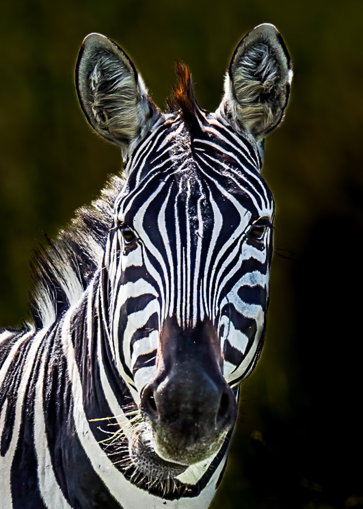 Zebra close-up portrait, Wildlife collection tile