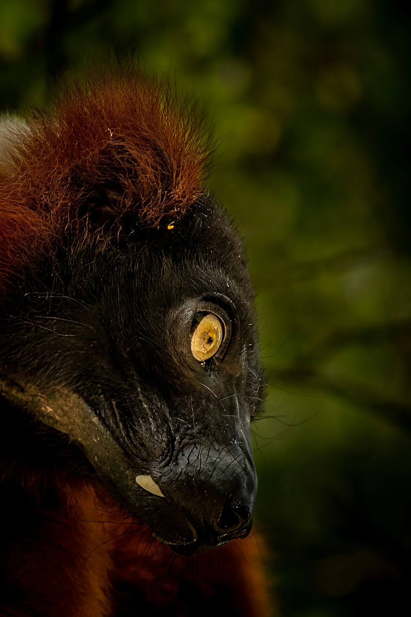 Close-up portrait of a red ruffed lemur's face against green foliage, wildlife photo print