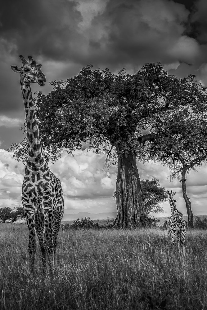 Giraffe with baobab tree, black and white Africa wildlife print