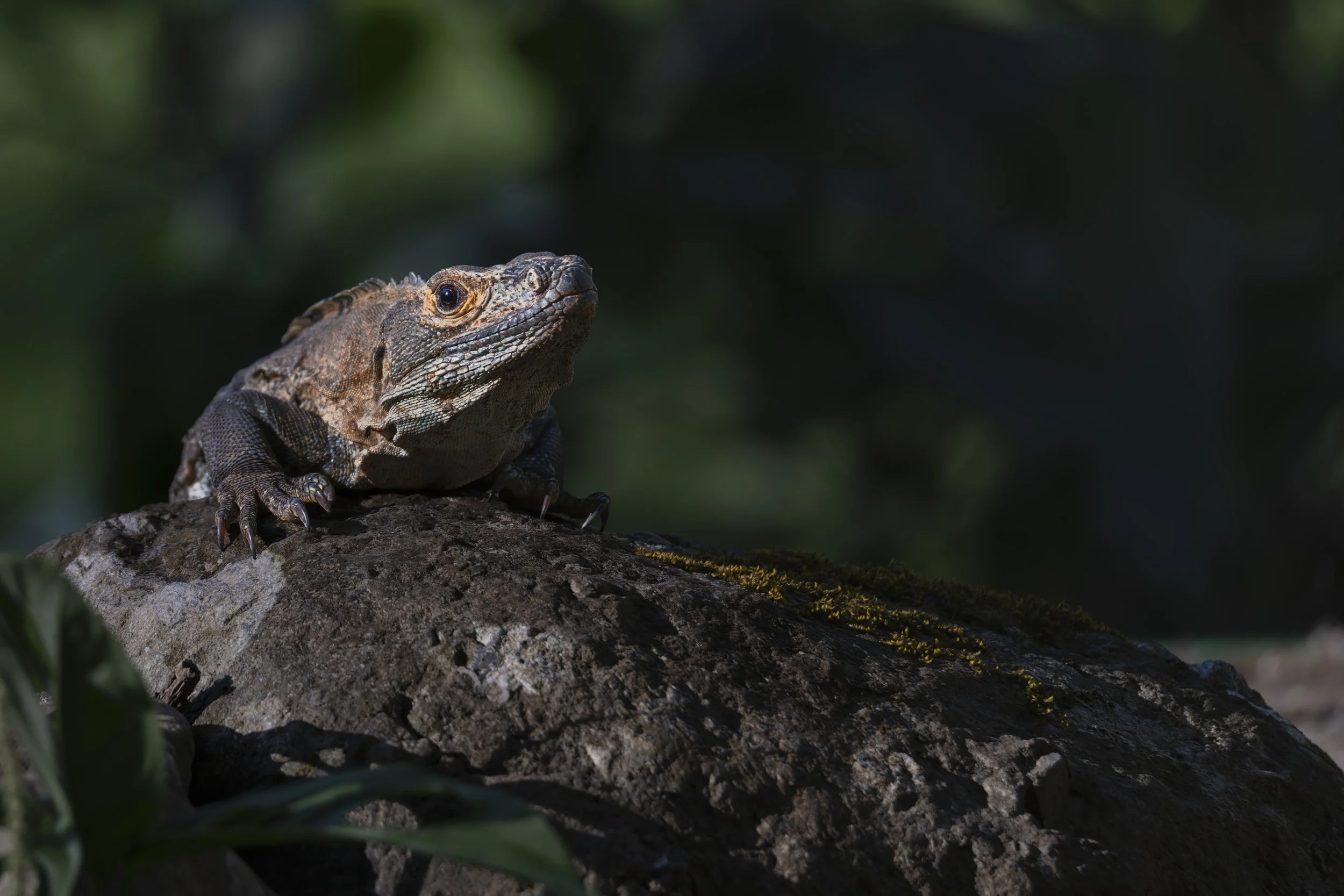 Black spiny-tailed iguana on a rock in Costa Rica, lit by a beam of sunlight against a dark jungle, wildlife wall art