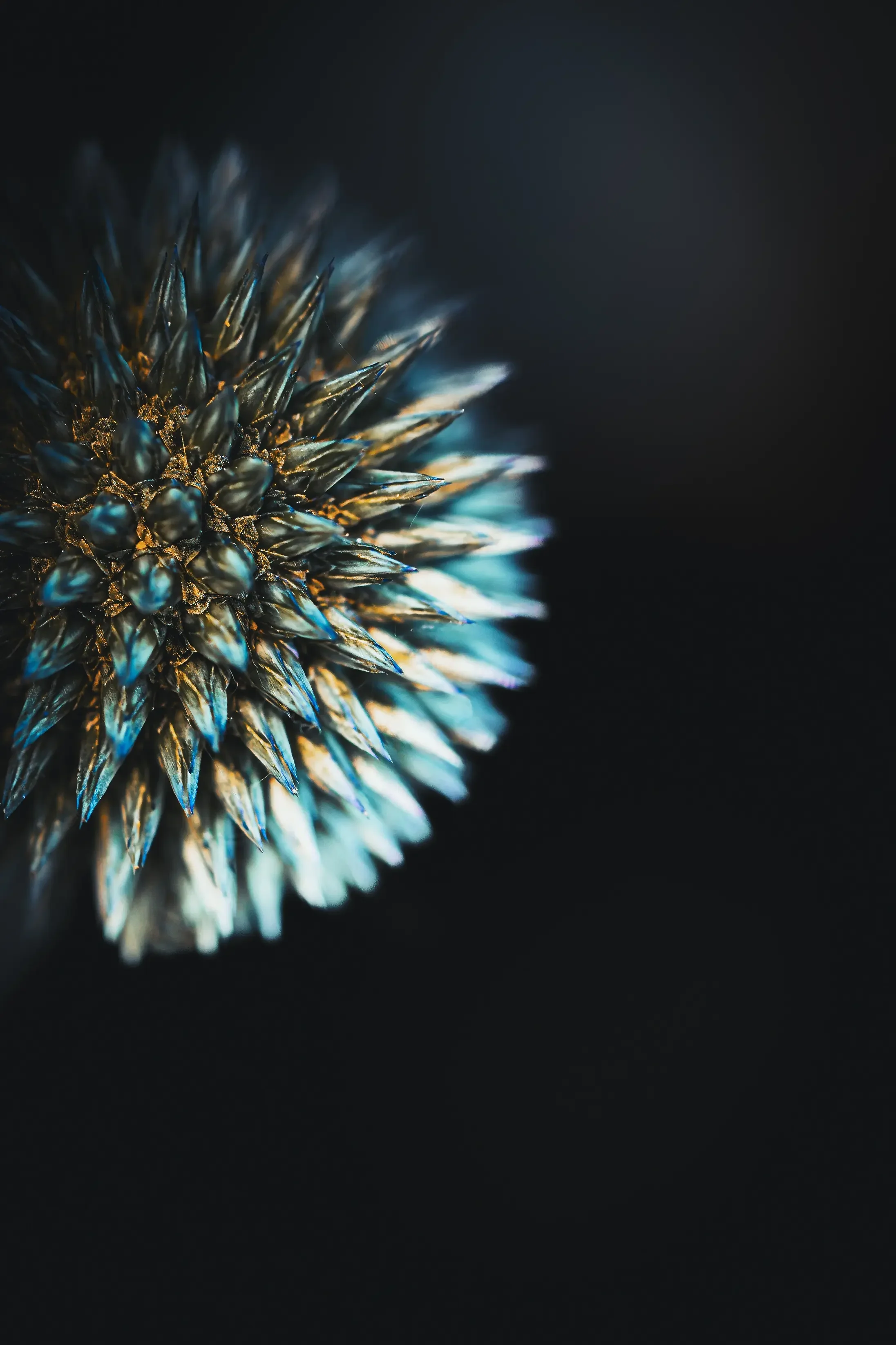 Close-up of a blue globe thistle's spiky flower head against a black background, macro photography.