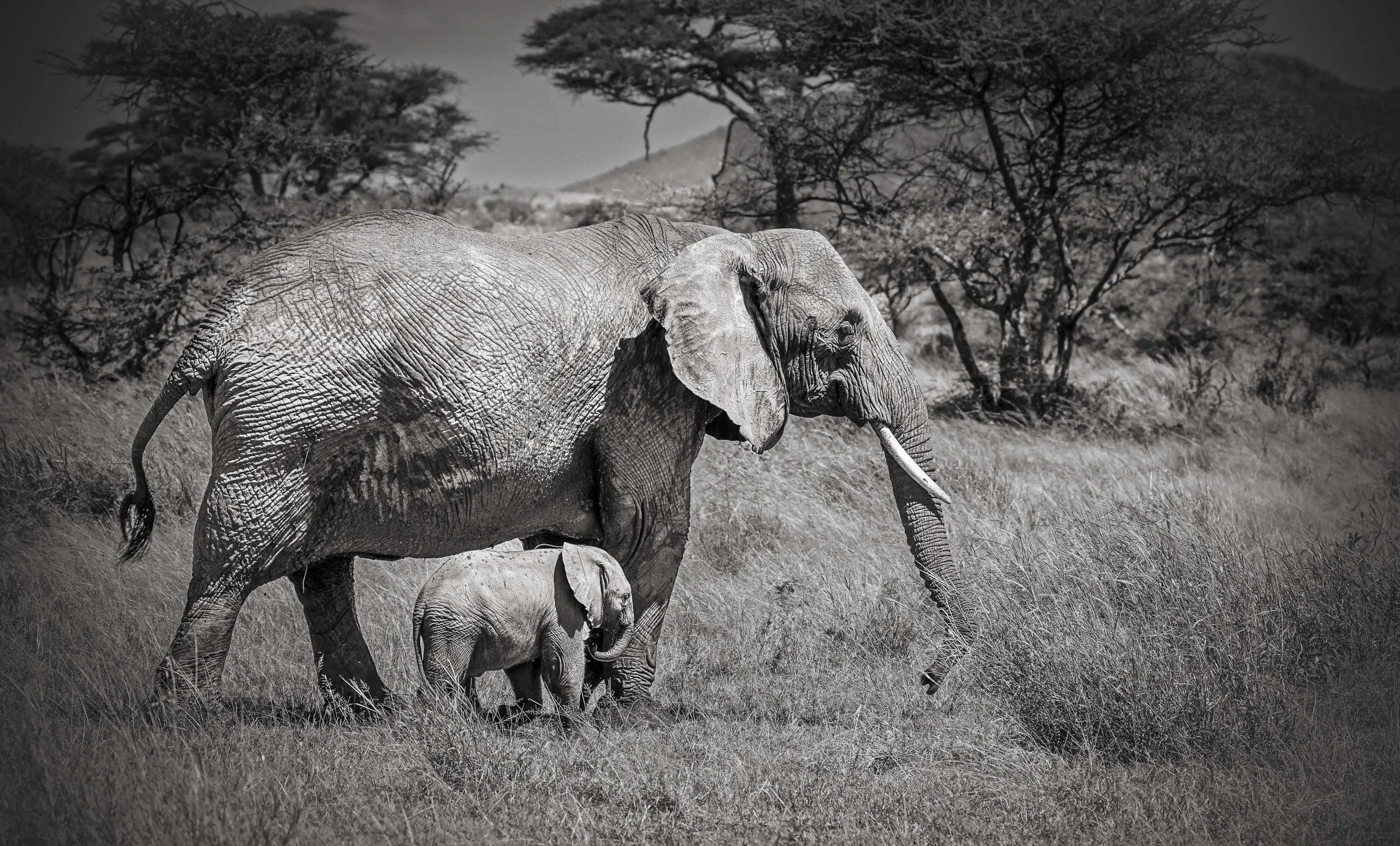 Elephant mother and calf walking together, black and white wildlife print