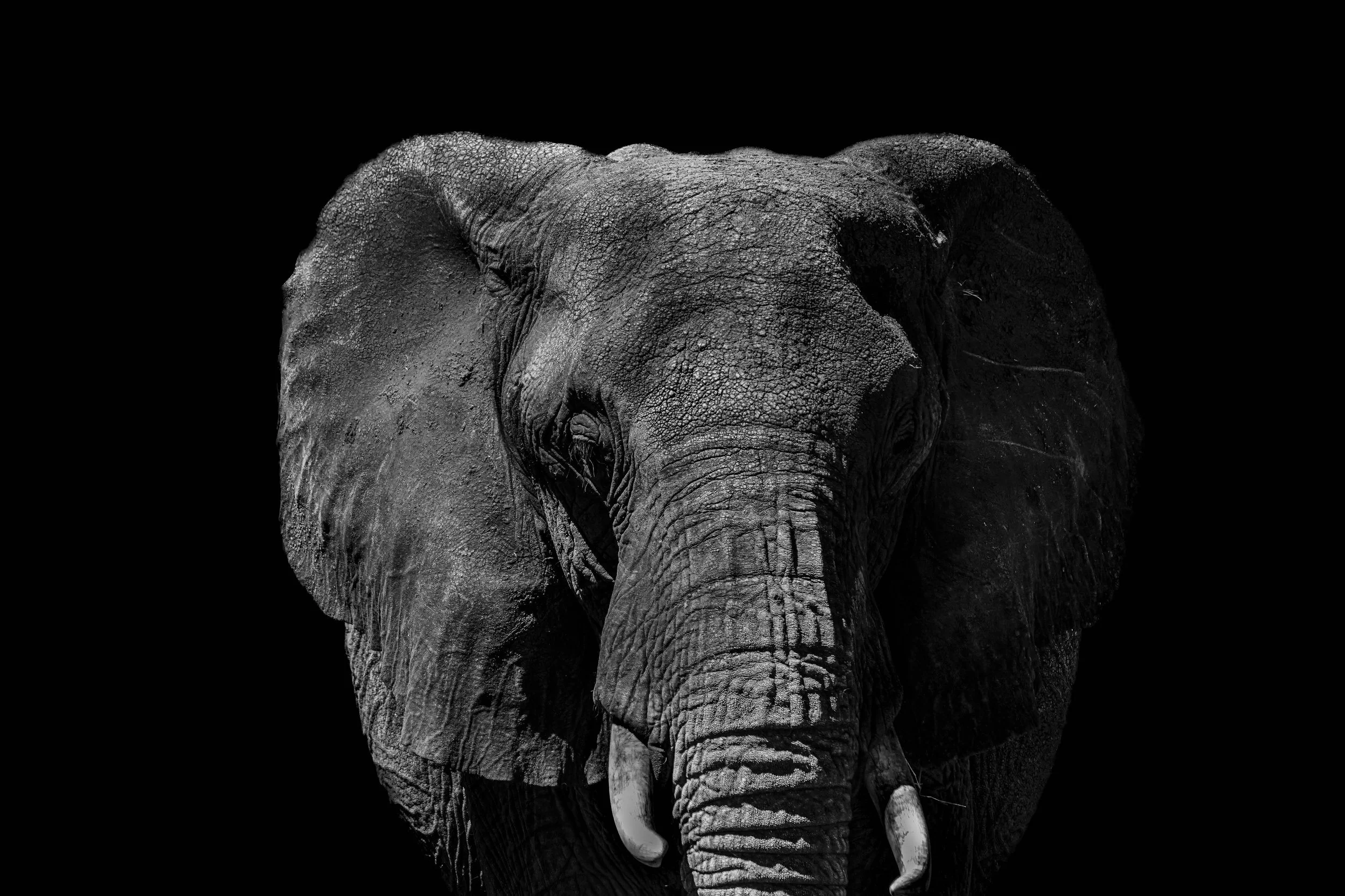 Frontal elephant portrait on black background, black and white wall art print