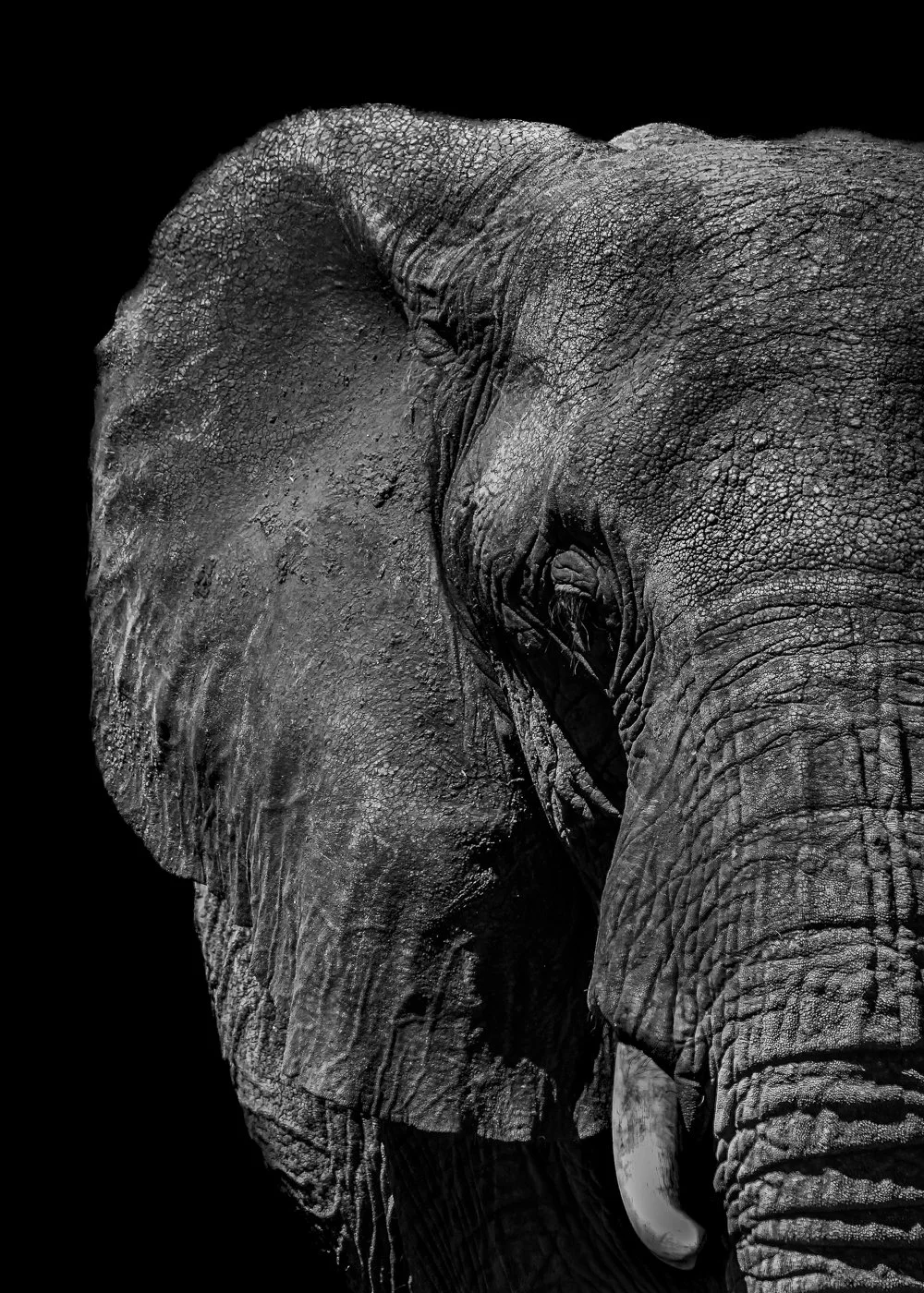 Black and white close-up of elephant, wildlife fine art photography