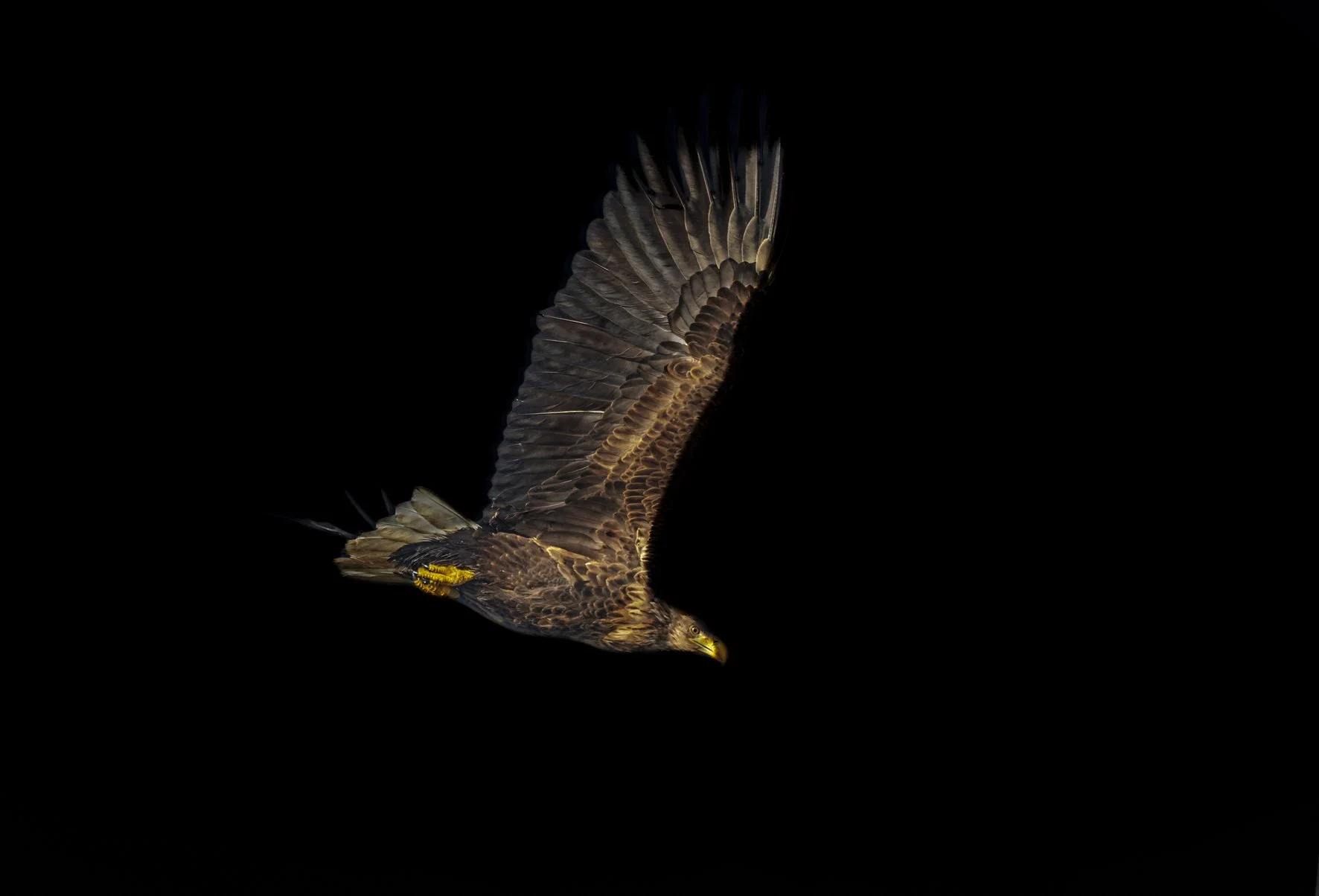 A bird of prey, possibly a hawk or eagle, flying against a black background with its wings fully extended.
