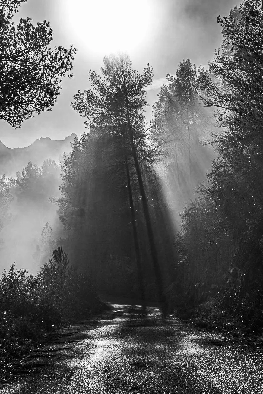Bold statement black and white wall art print of light rays through forest