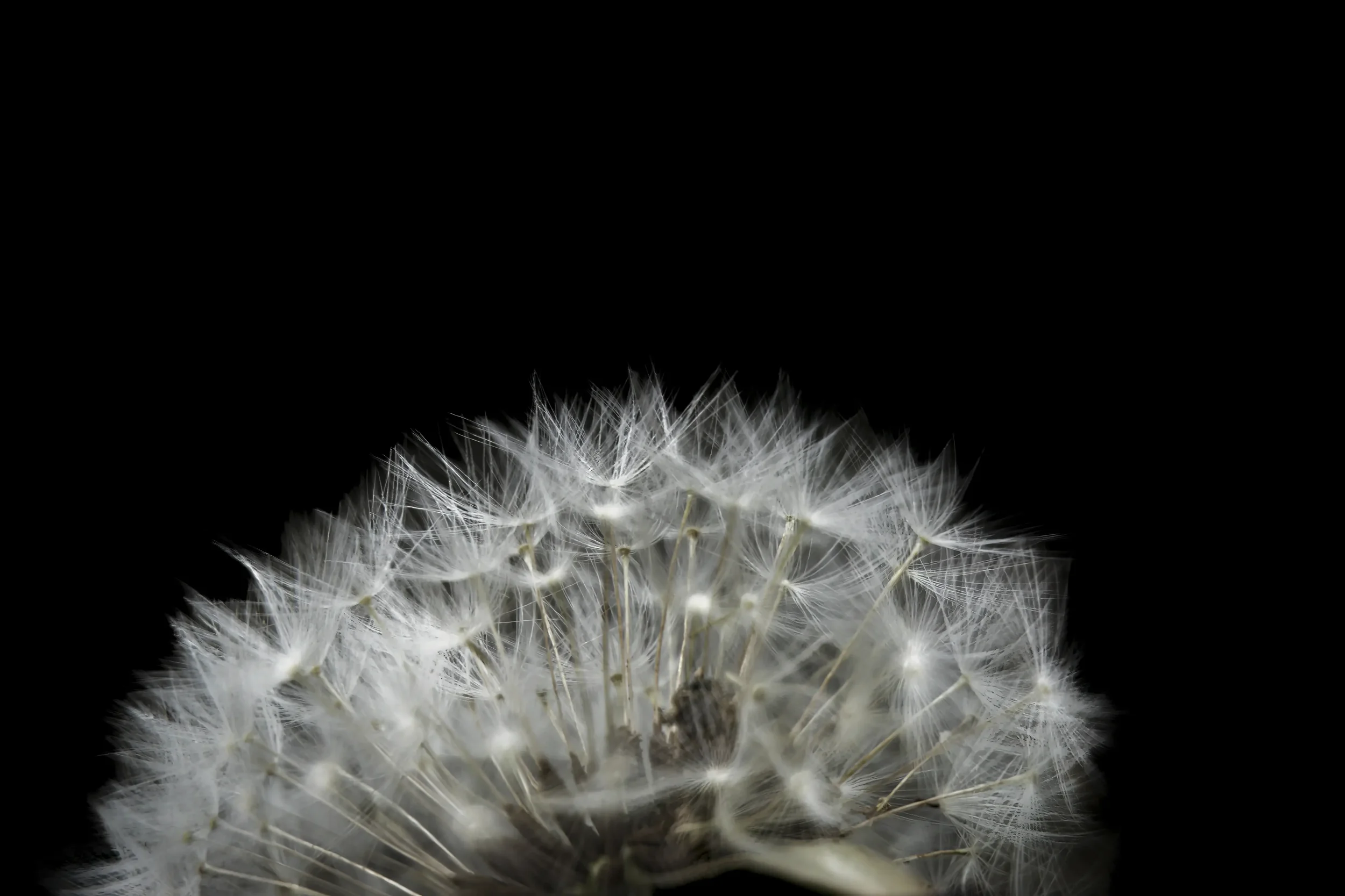 Backlit dandelion seed head with fine, glowing fibers against a pure black background, macro photography.