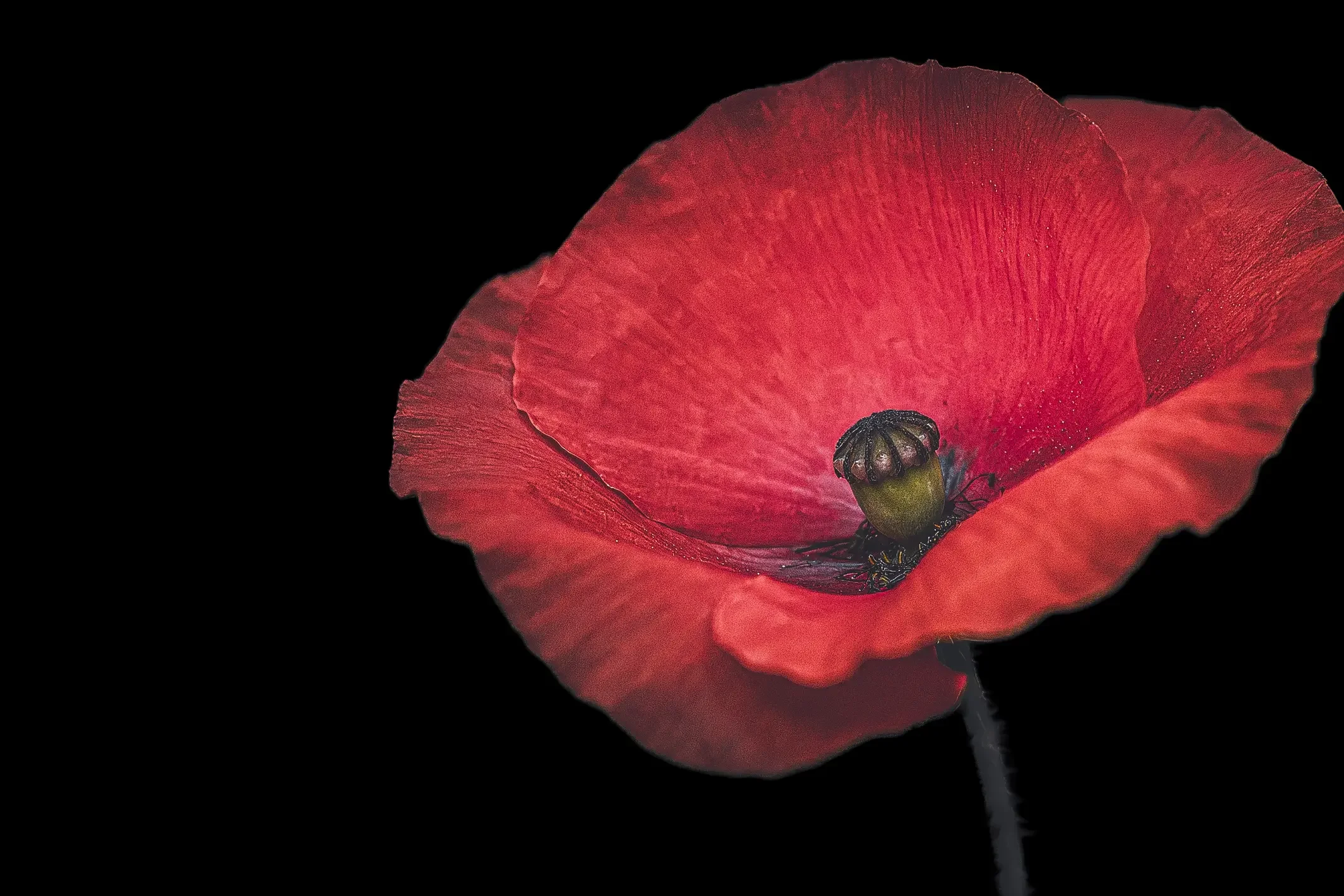 Close-up of a vivid red poppy flower against a pure black background, fine art macro photography.