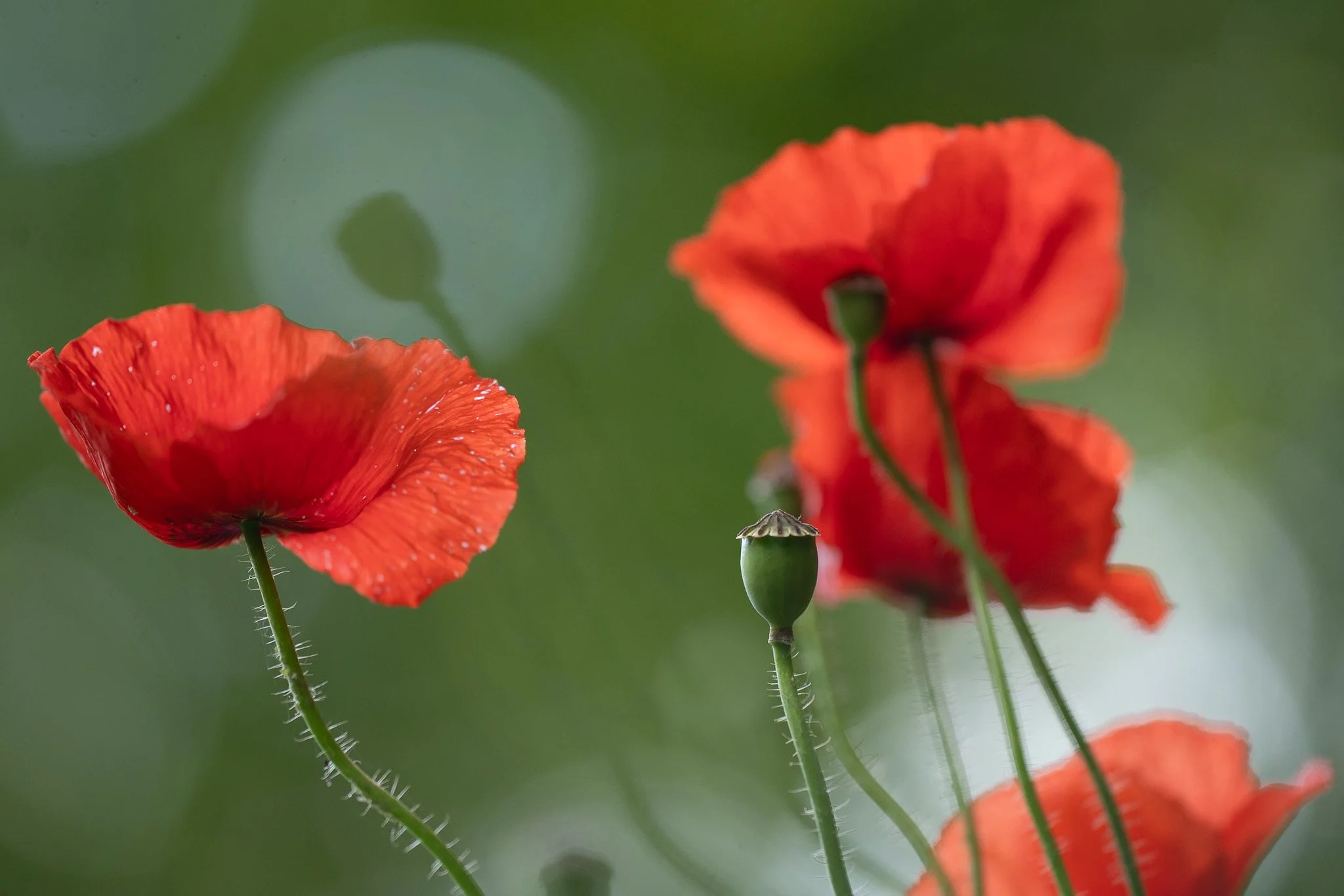 Close-up of red poppy flowers backlit by sunlight with a green bokeh background, botanical fine art print