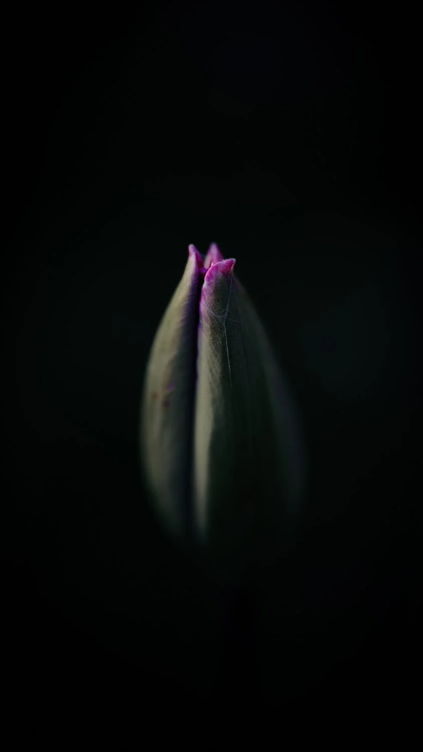Closed tulip bud, dark moody macro wall art print