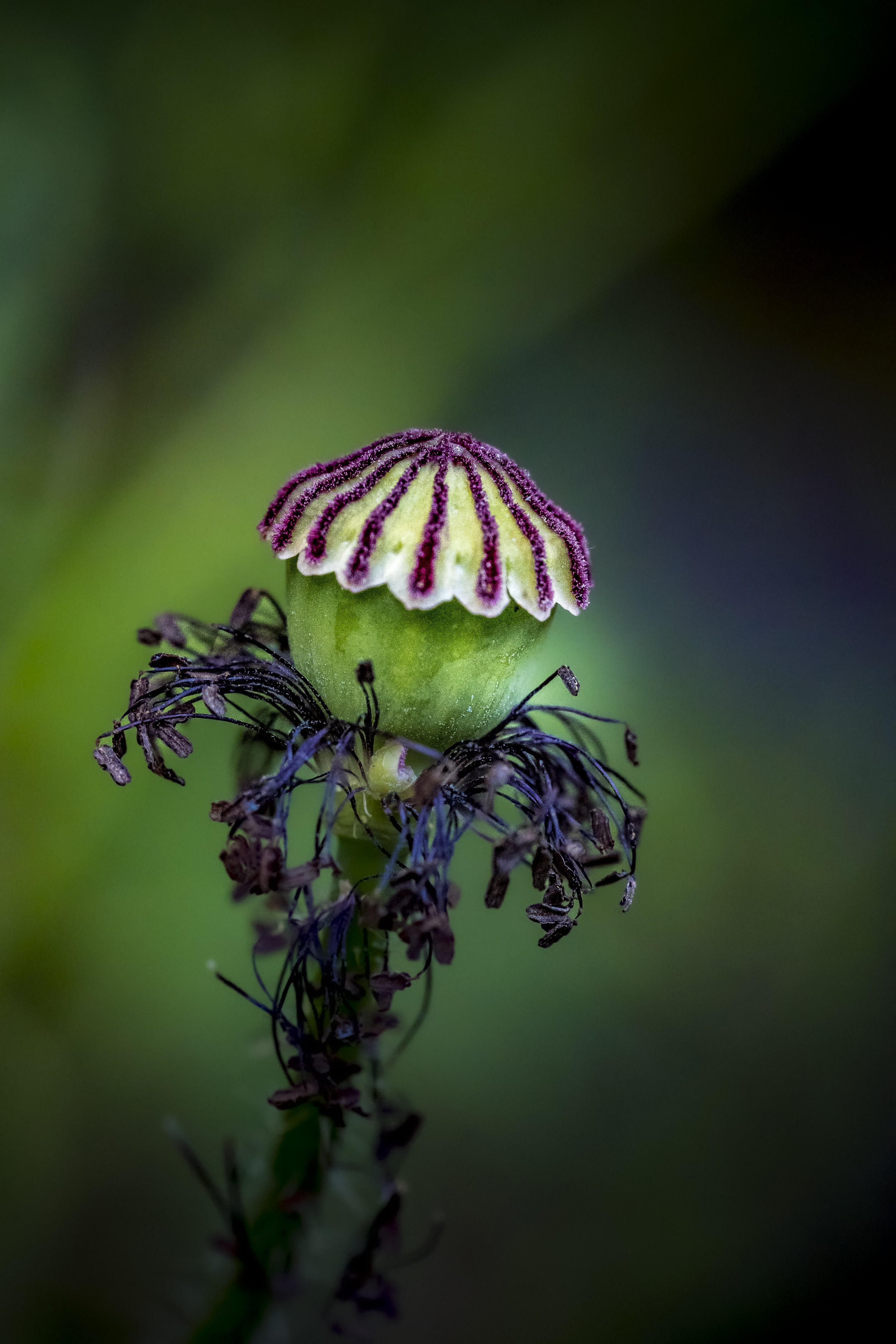 Poppy seed pod macro with dried petals, green background wall art print
