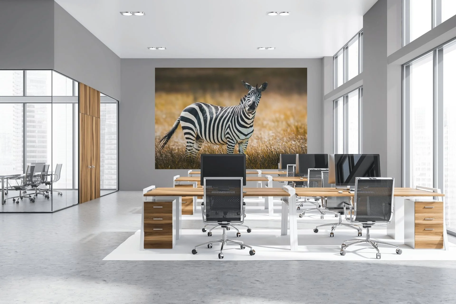 Zebra in golden grassland, colour wildlife print displayed in a modern open-plan office.
