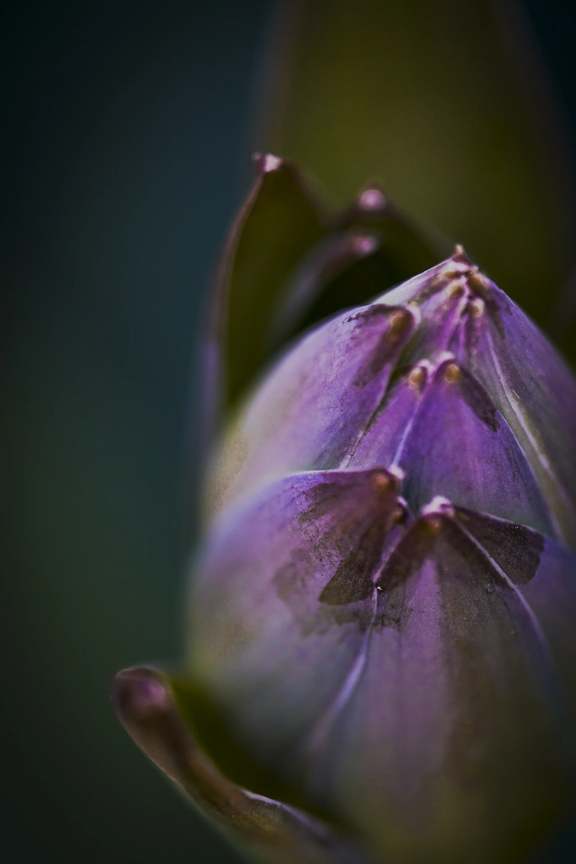 Close-up of a purple hosta flower bud just before opening, macro photography.