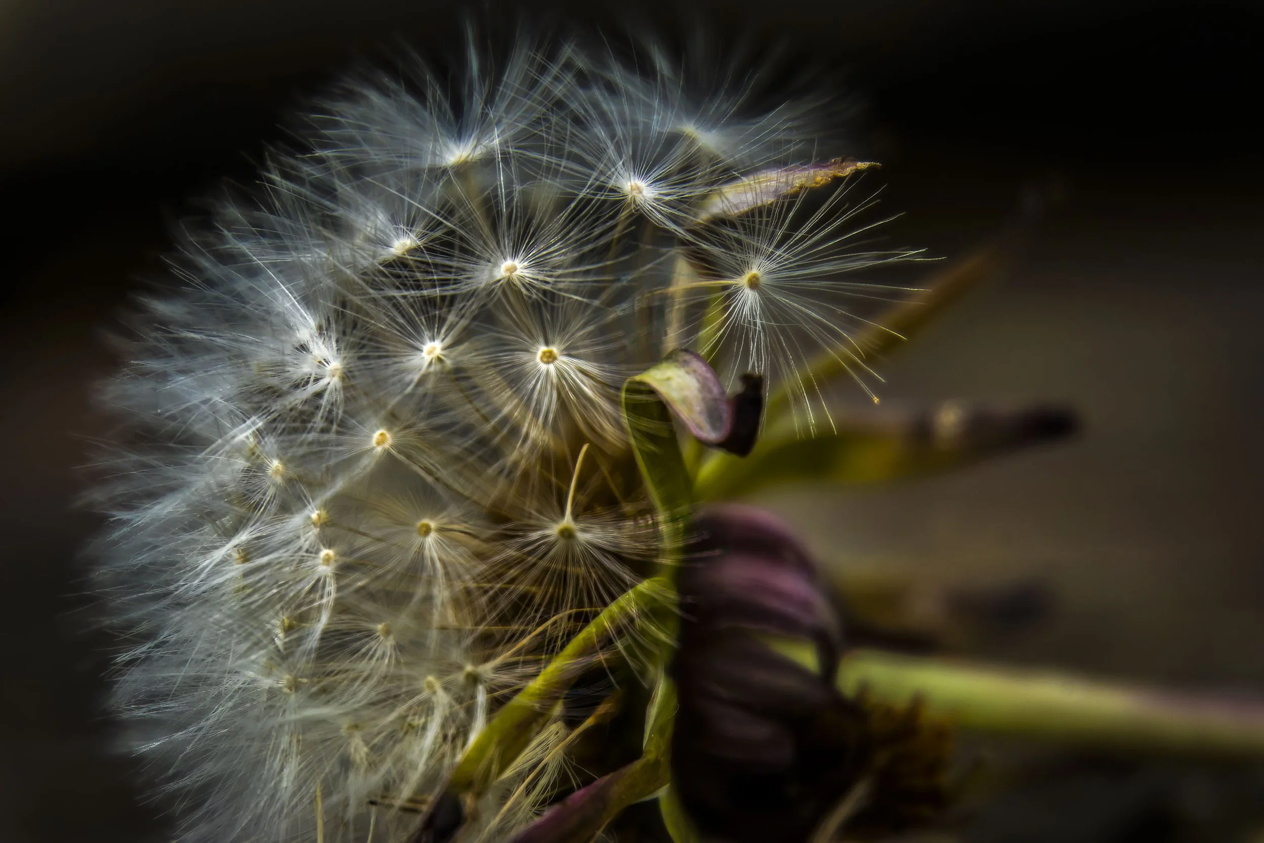 Dandelion seed head close-up macro, botanical wall art print