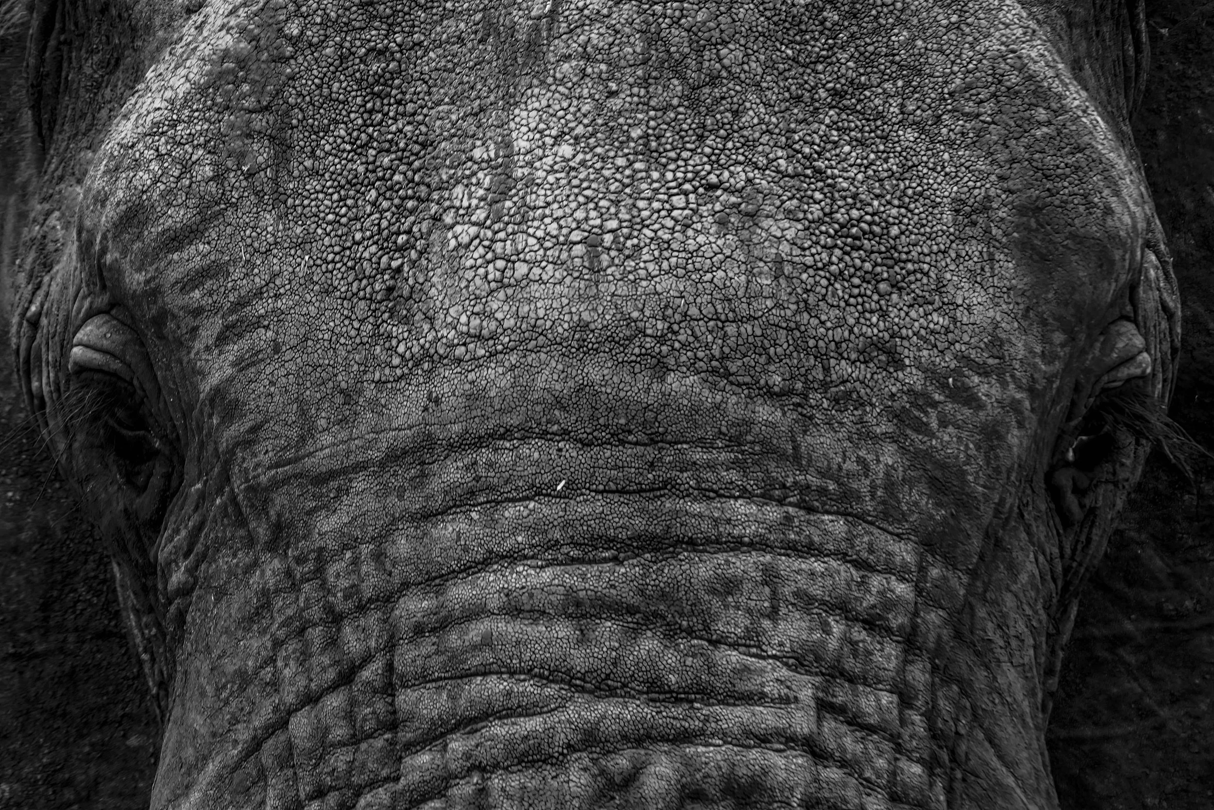 Elephant skin and eye texture close-up, black and white wildlife print