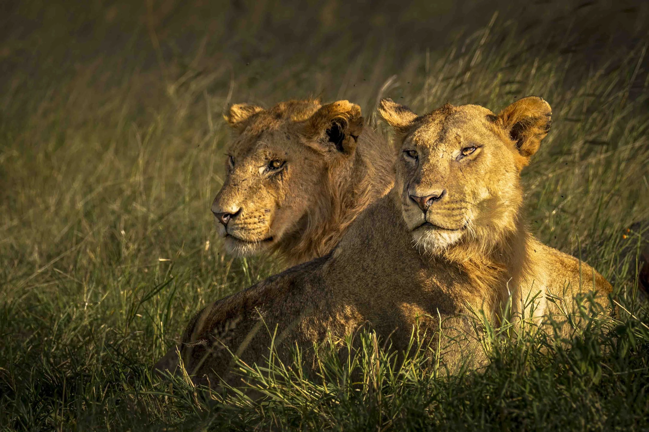 Two lions resting together in tall grass at golden hour, wildlife photography for a living room or office wall
