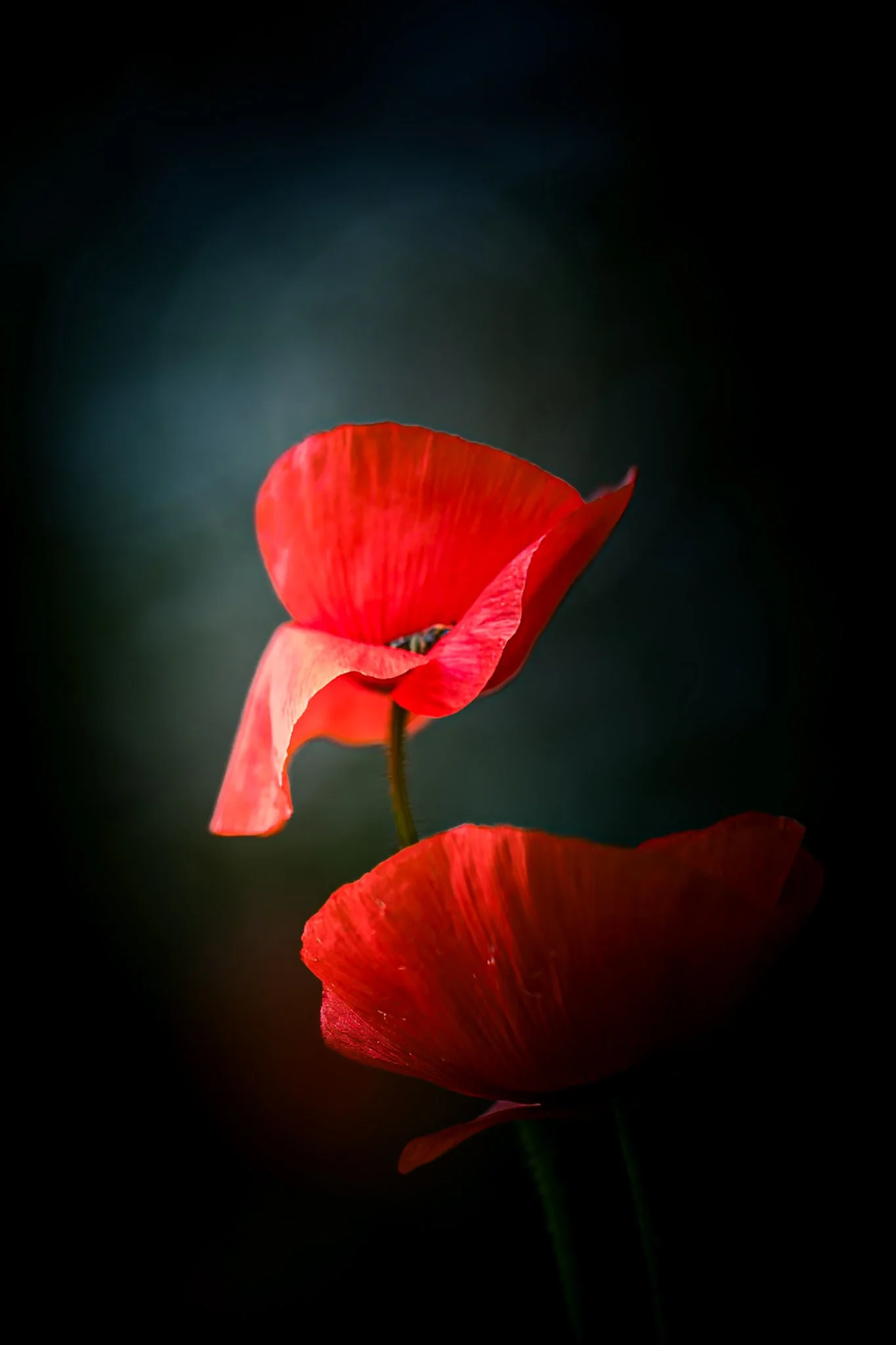 Two red poppy flowers on dark background, macro wall art print