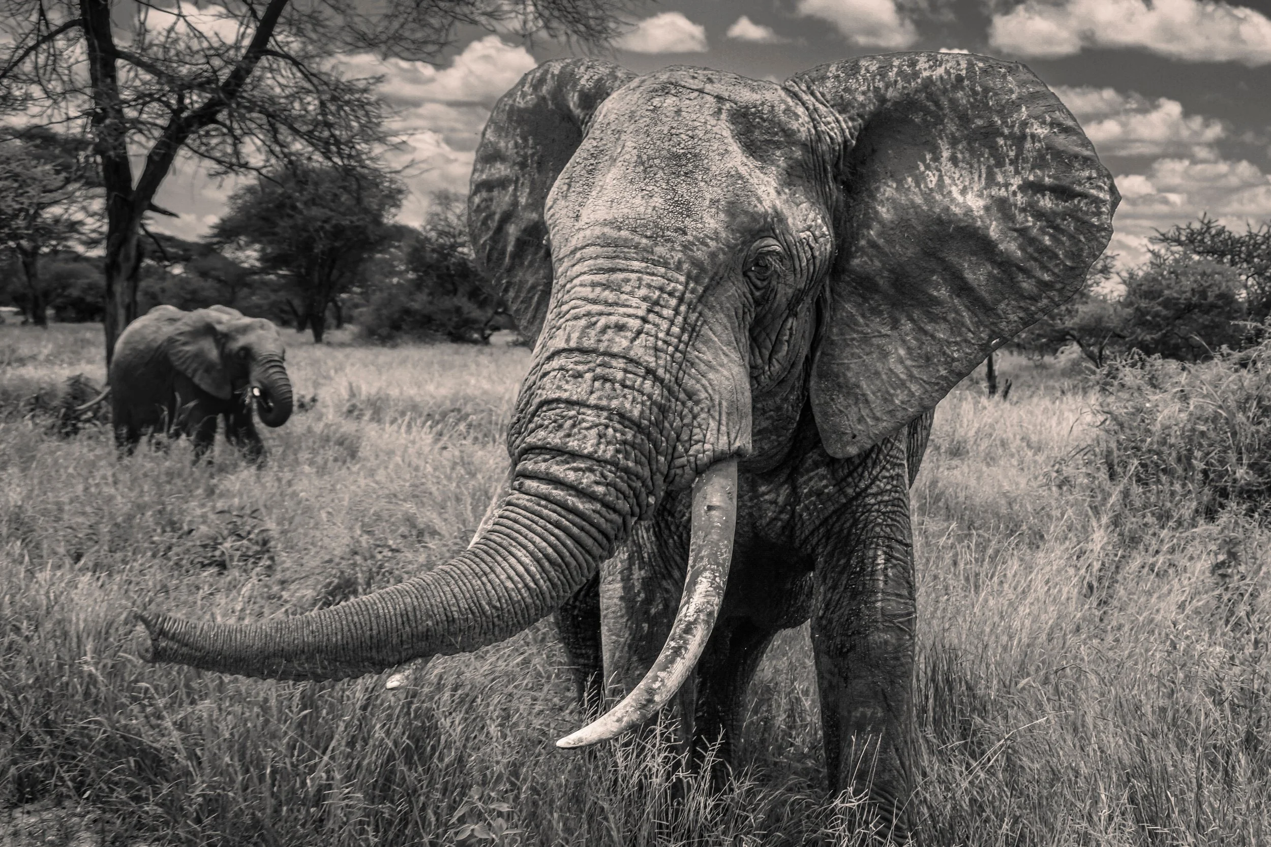 African elephant with ears spread wide and trunk stretched forward, a second elephant grazing among acacia trees behind it, black and white wildlife photo from Tanzania