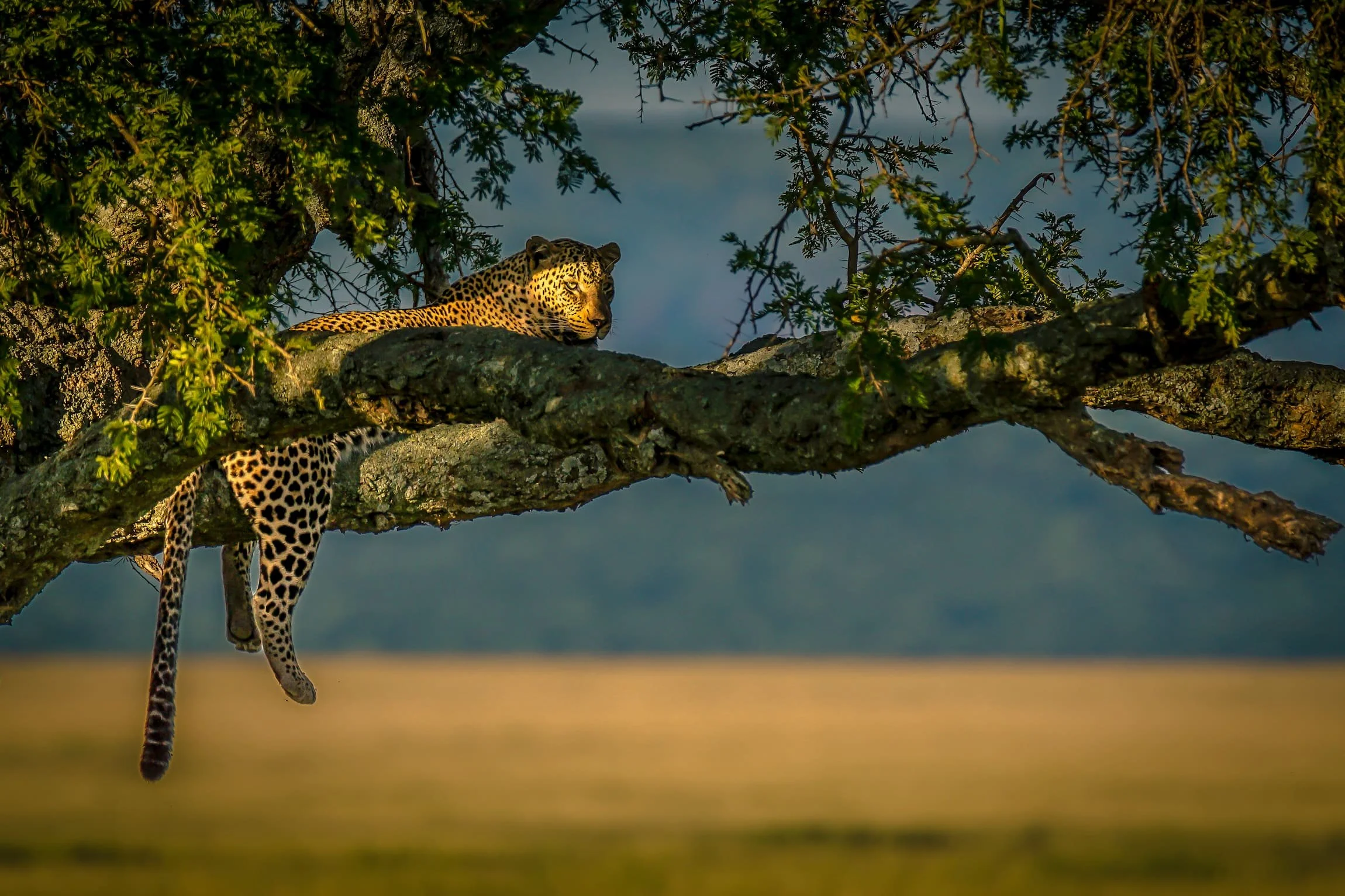 Leopard resting on a tree branch in golden light over the Serengeti plains, wildlife photography.