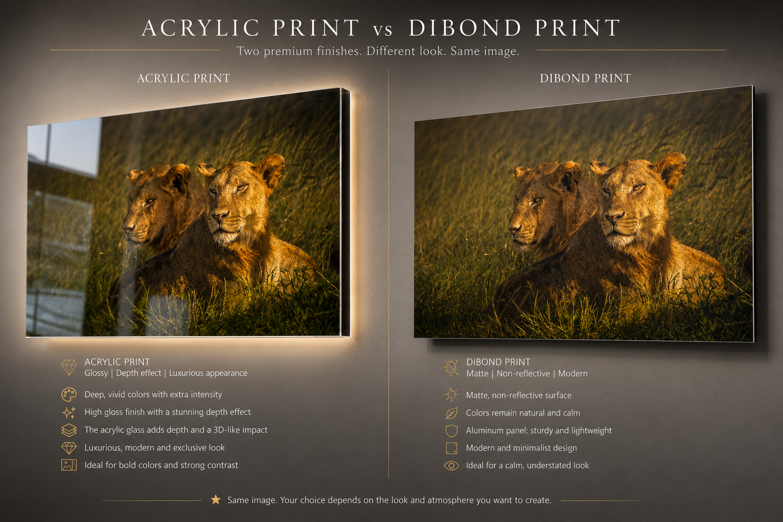 Side-by-side comparison of acrylic and dibond print finishes on the same lion pair photo, showing gloss depth versus matte reflection-free surface
