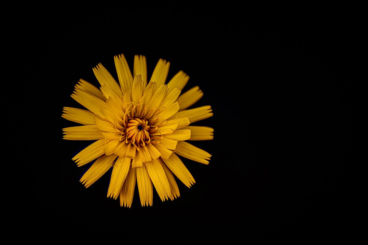 Yellow dandelion-type flower on black background, macro wall art print