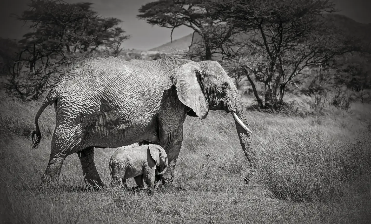 Mother elephant walking with her calf through the Serengeti grasslands, black and white wildlife photography.
