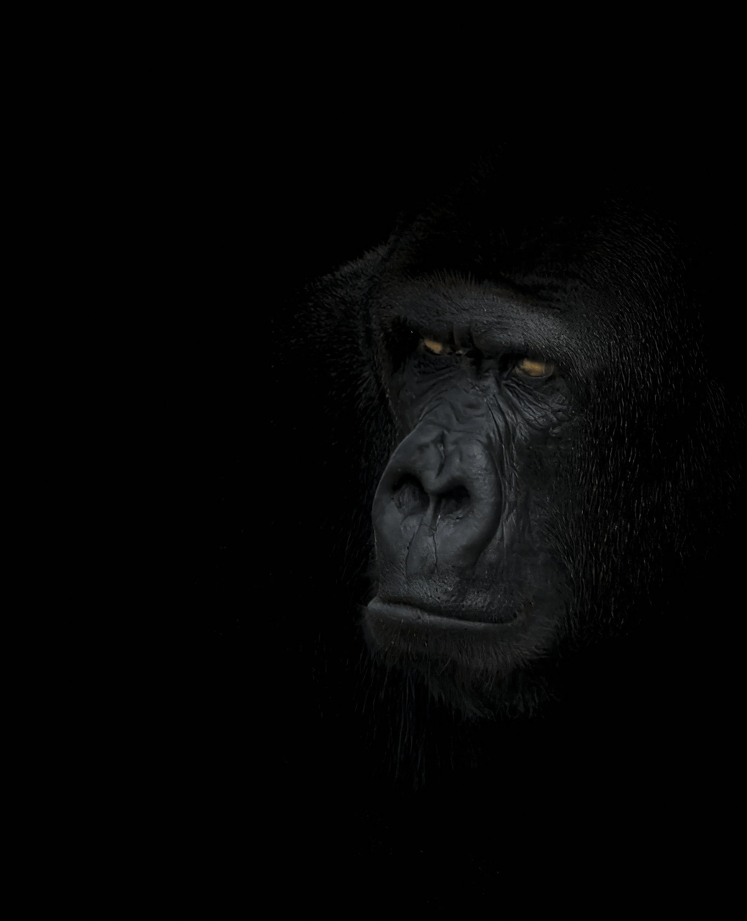 Gorilla portrait on black background, black and white wildlife print