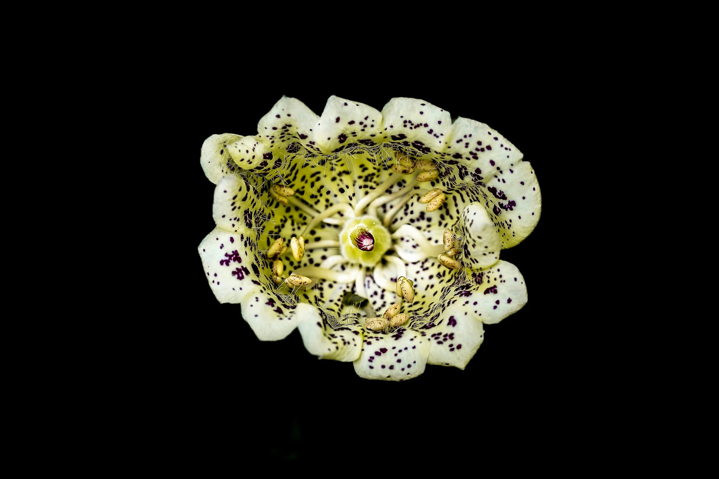 Spotted Fritillaria flower macro, black background wall art print