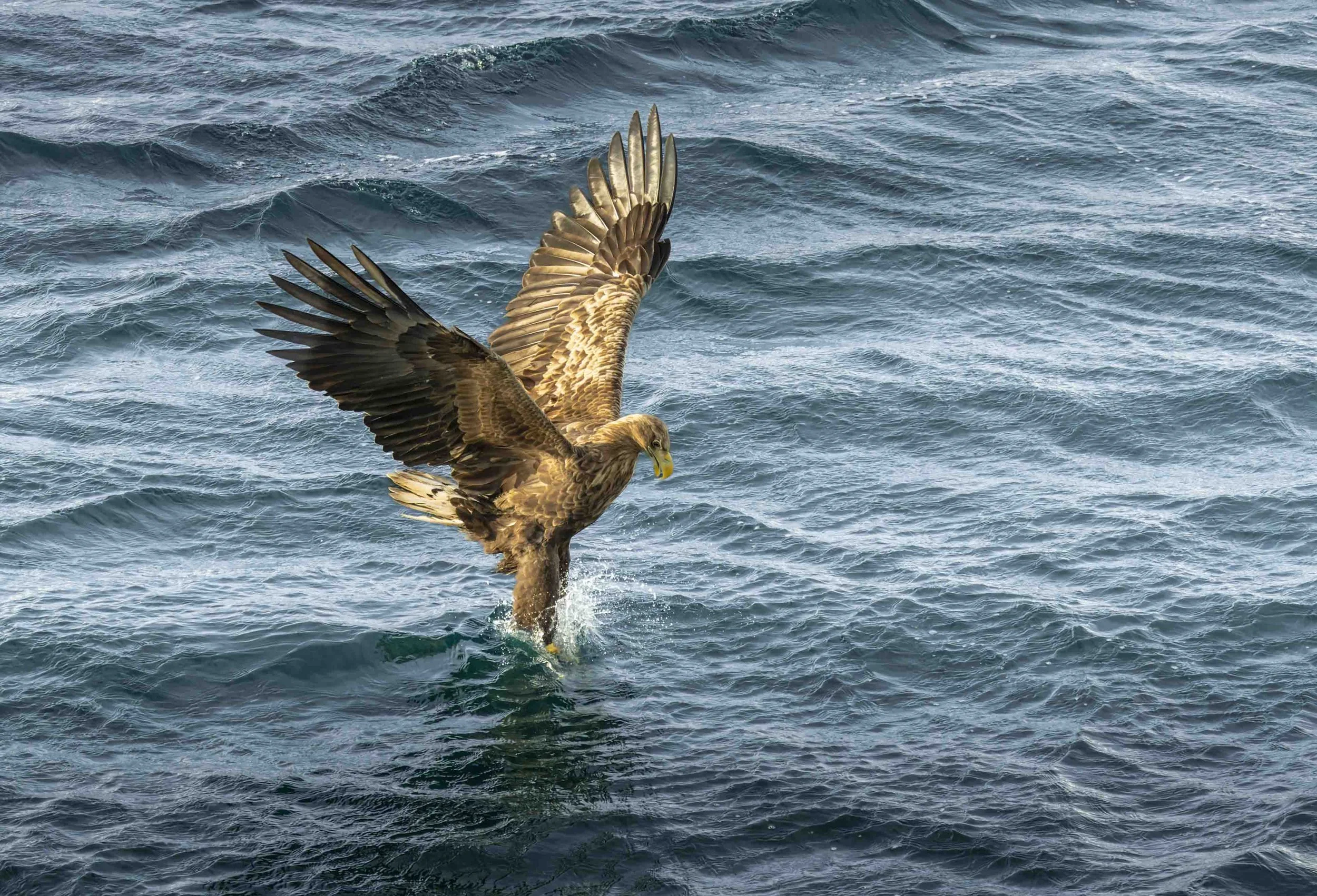 An eagle diving into the ocean with its wings spread wide.