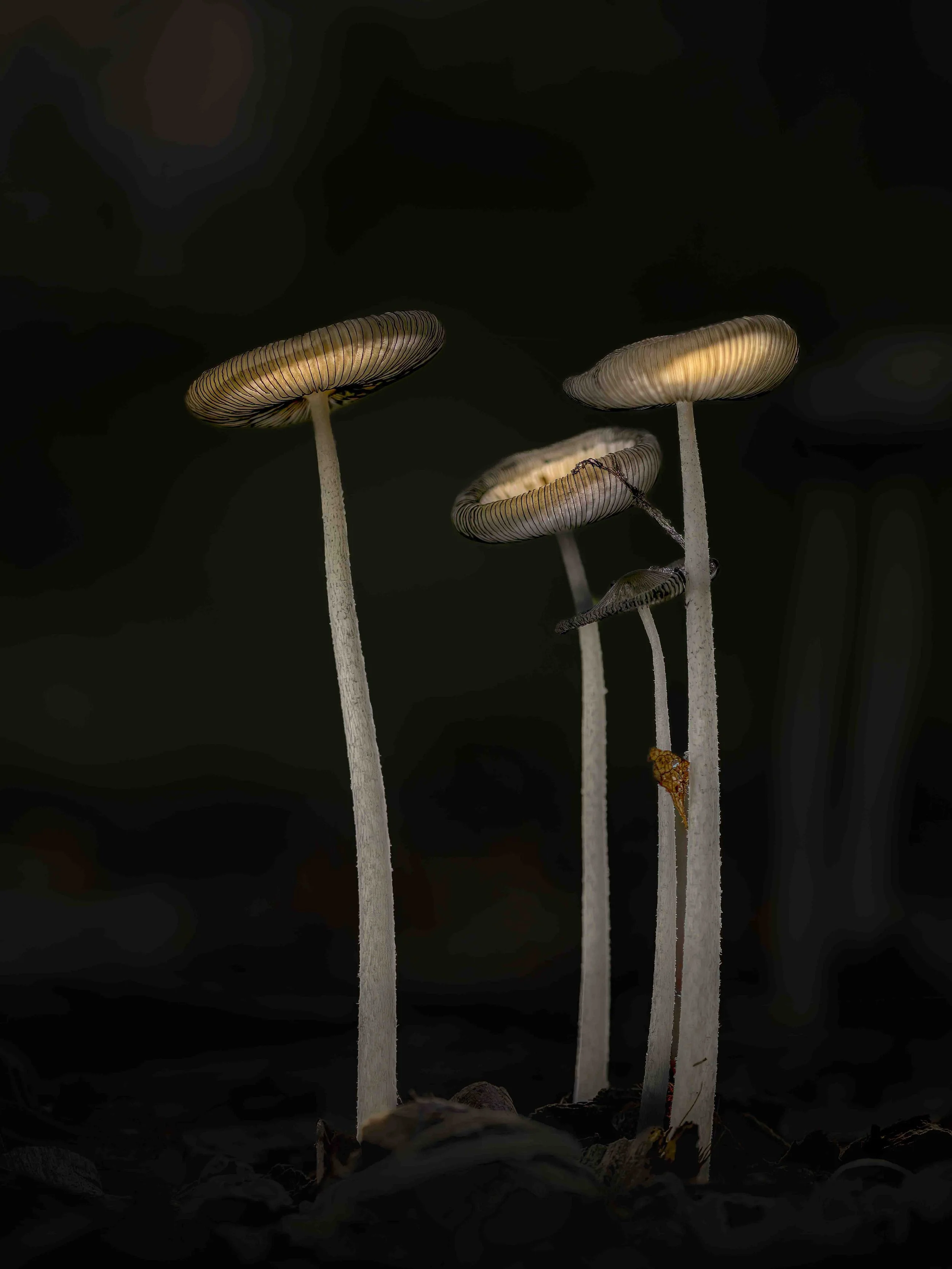 Cluster of backlit mushrooms glowing against a dark forest floor, macro photography for a moody nature-themed wall