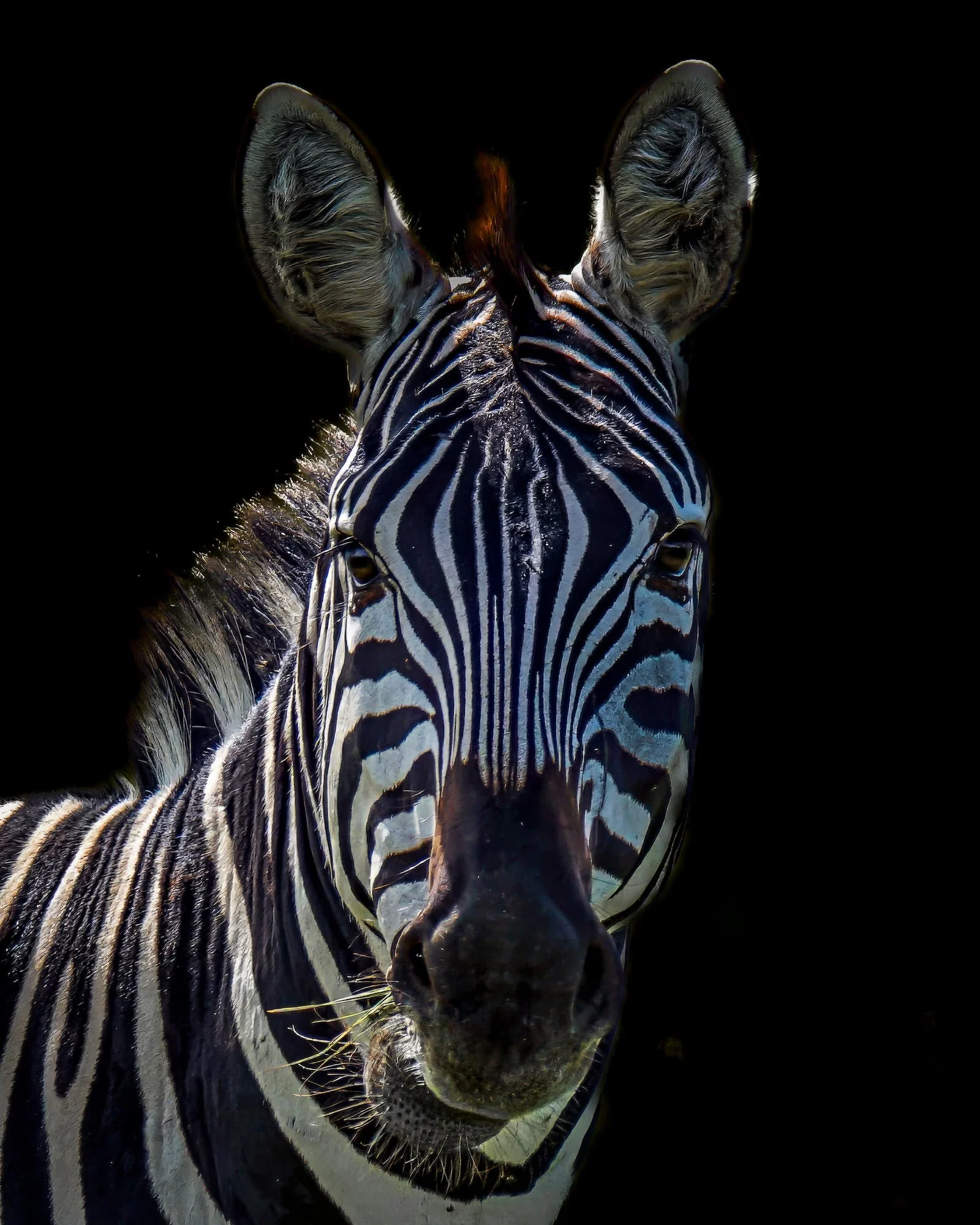 Black and white zebra portrait with striking stripe pattern against a black background, fine art wildlife photography
