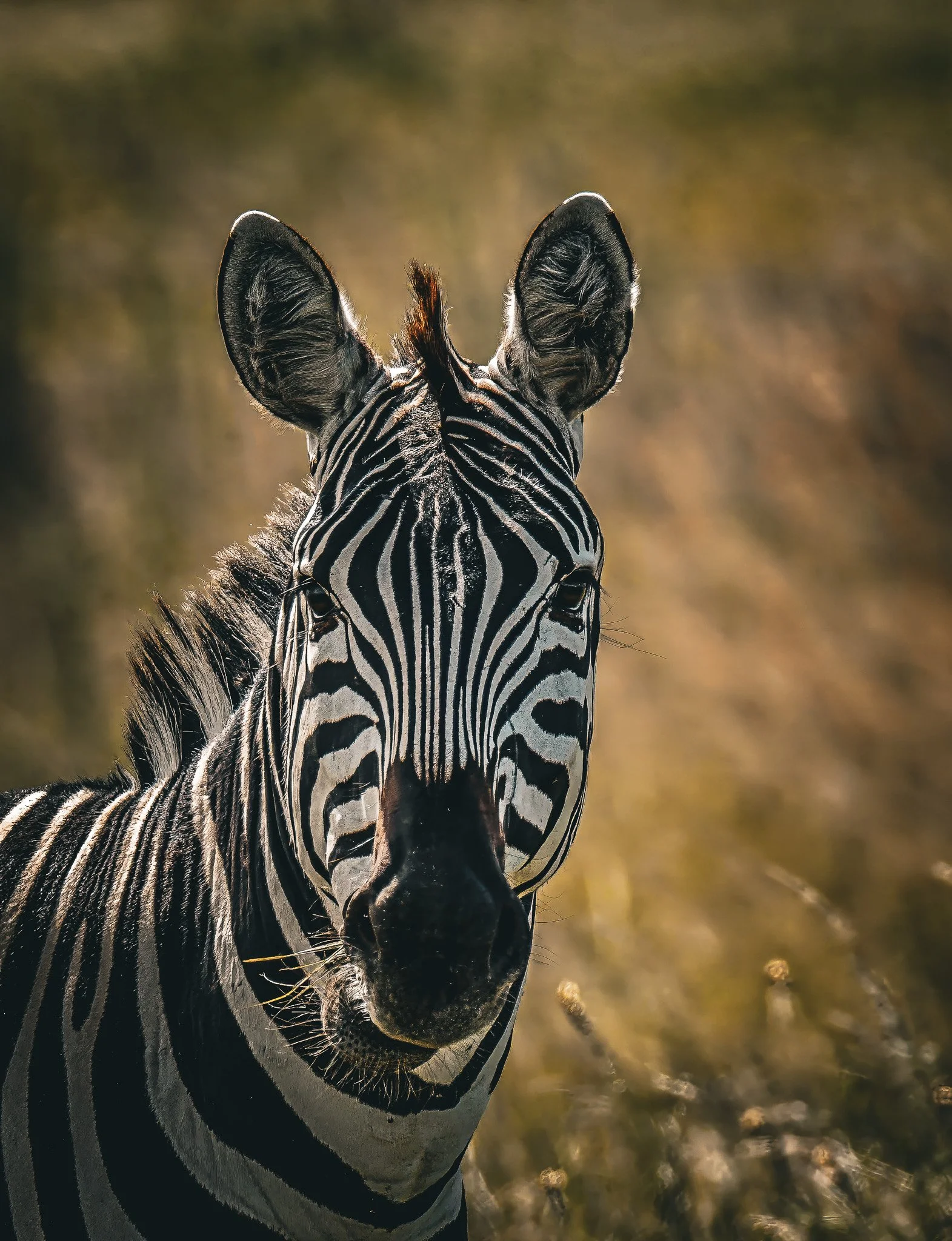 Close-up portrait of a zebra facing forward, warm golden savanna light, wildlife photo print