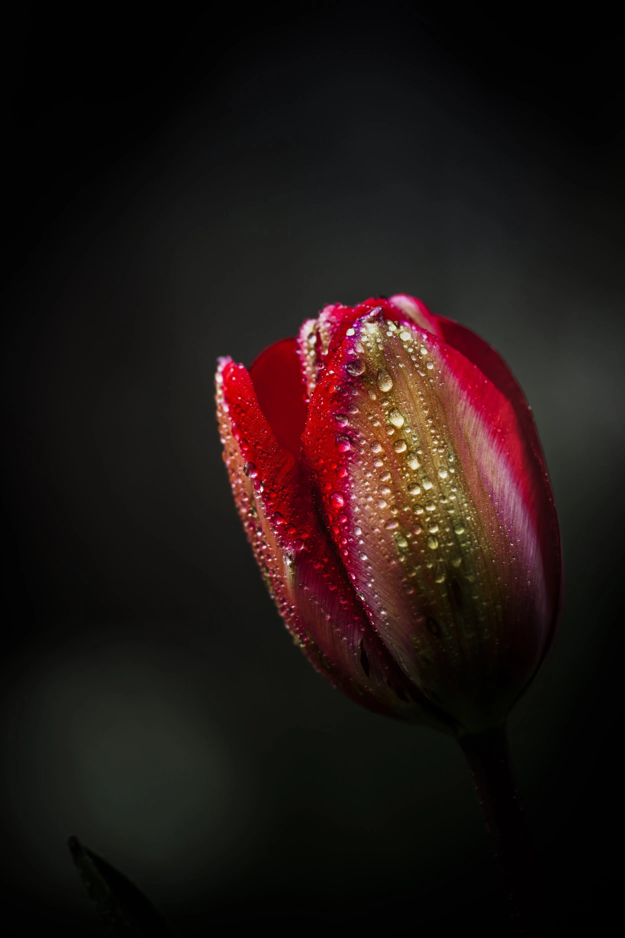 Red tulip with water droplets, dark background macro wall art print