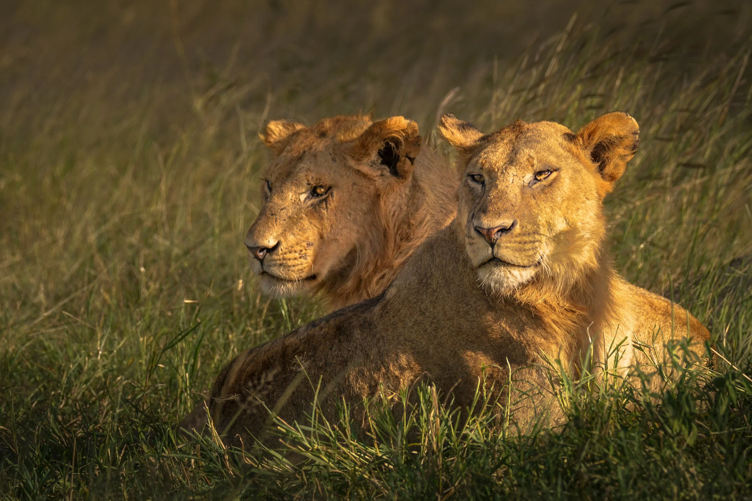 Two young lions resting in tall savanna grass in warm golden hour light, wildlife photography wall art