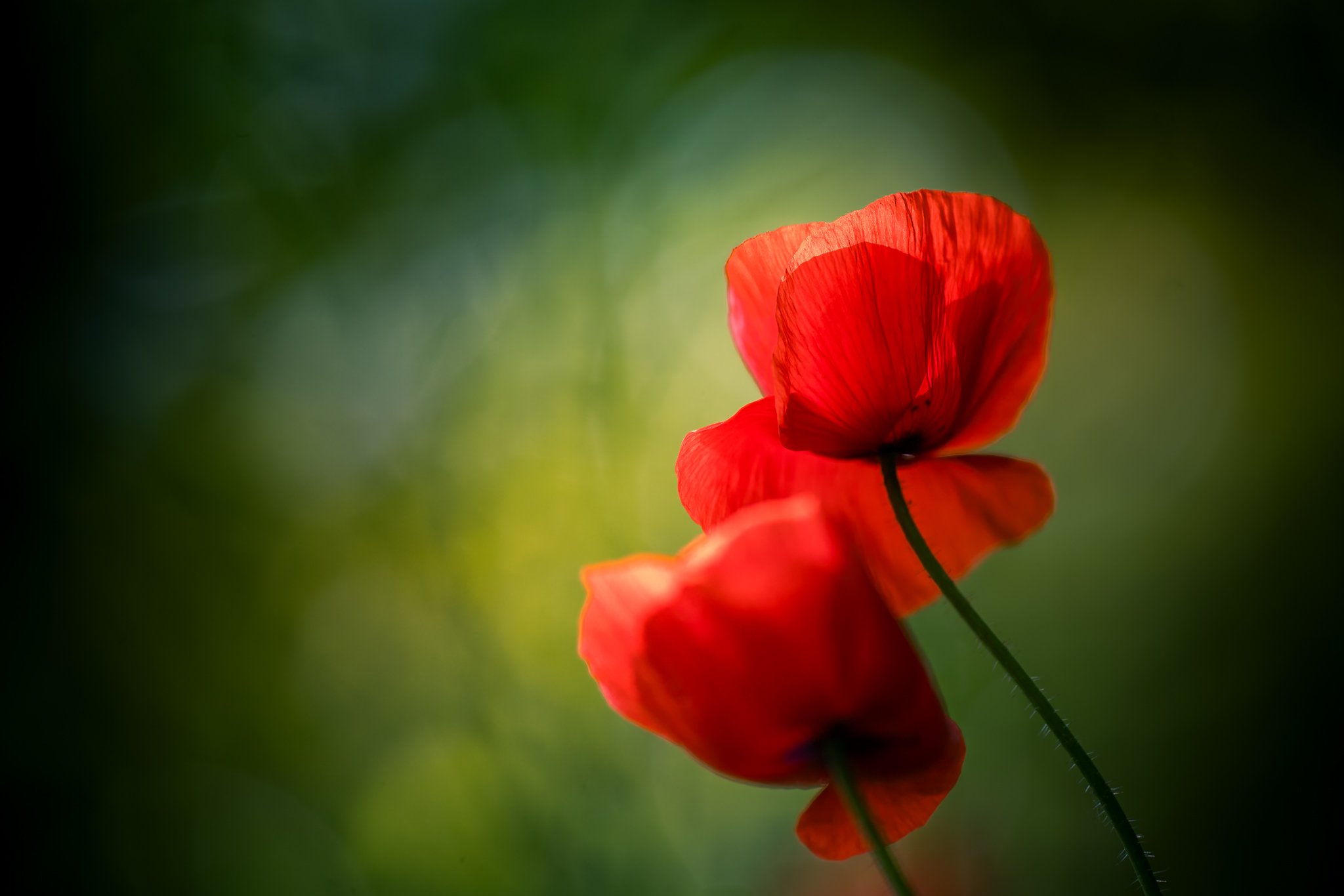 Two red poppy flowers backlit, green background wall art print