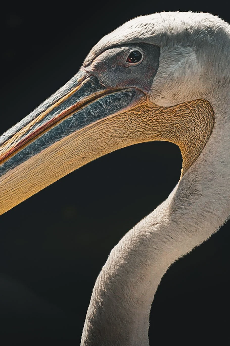 Close-up of a pelican's head and beak in warm side light against black, wildlife photography for a textured statement wall