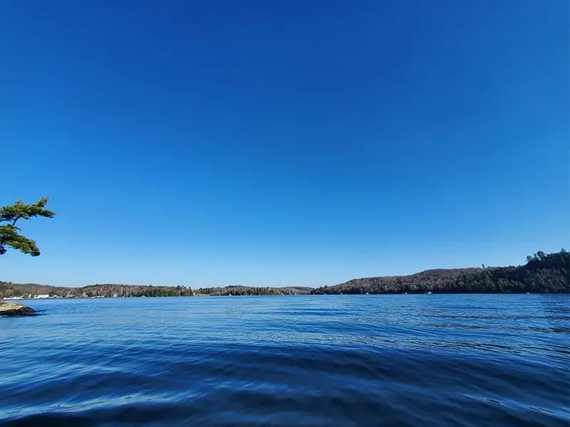View of Lake of Bays, ON under a clear blue sky, with a tree on the left and distant hills on the horizon.