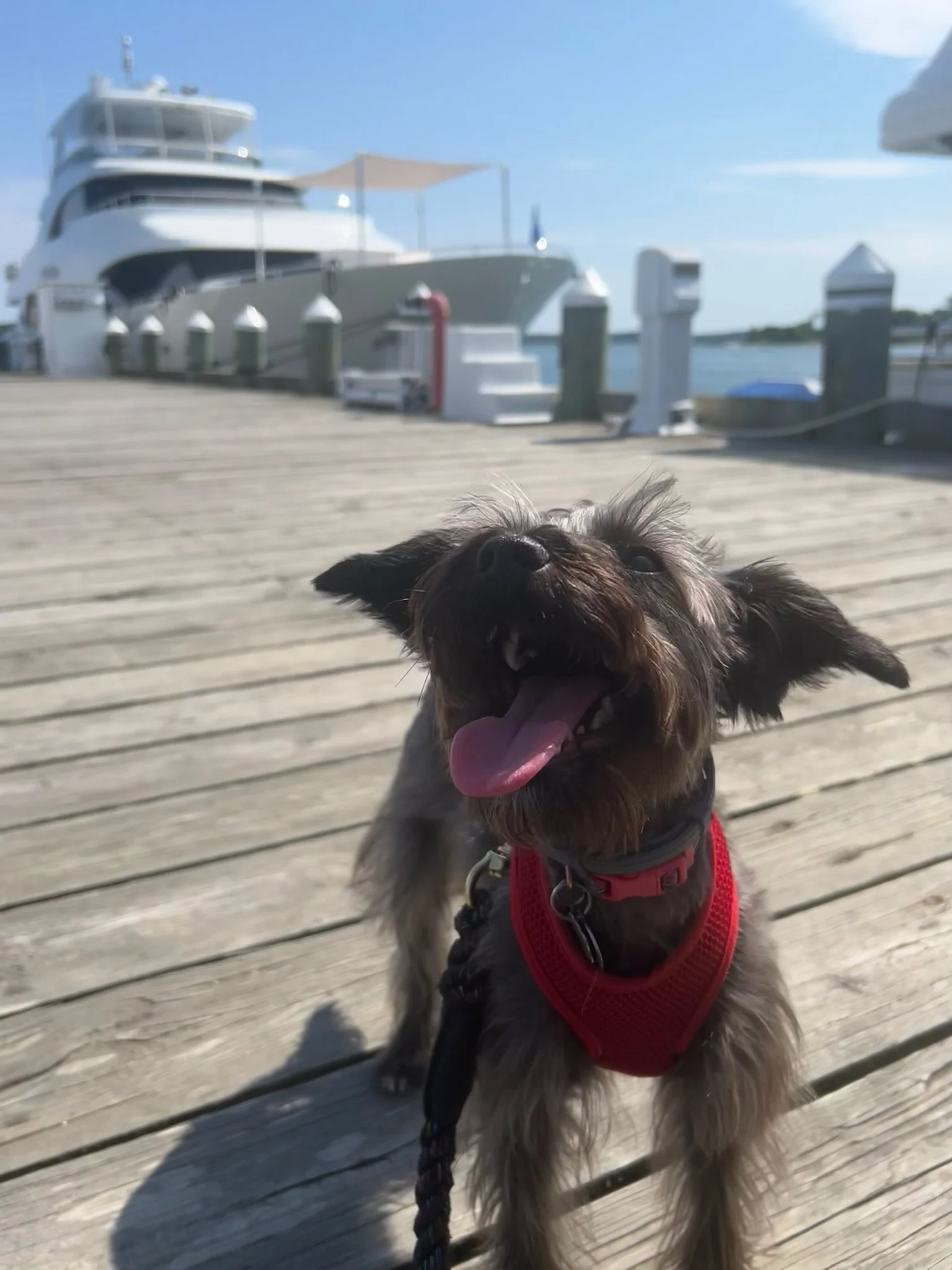 A joyful small dog with a red harness and leash, sitting on a wooden dock near the water, with large yachts and a boat in the background, under a bright blue sky.