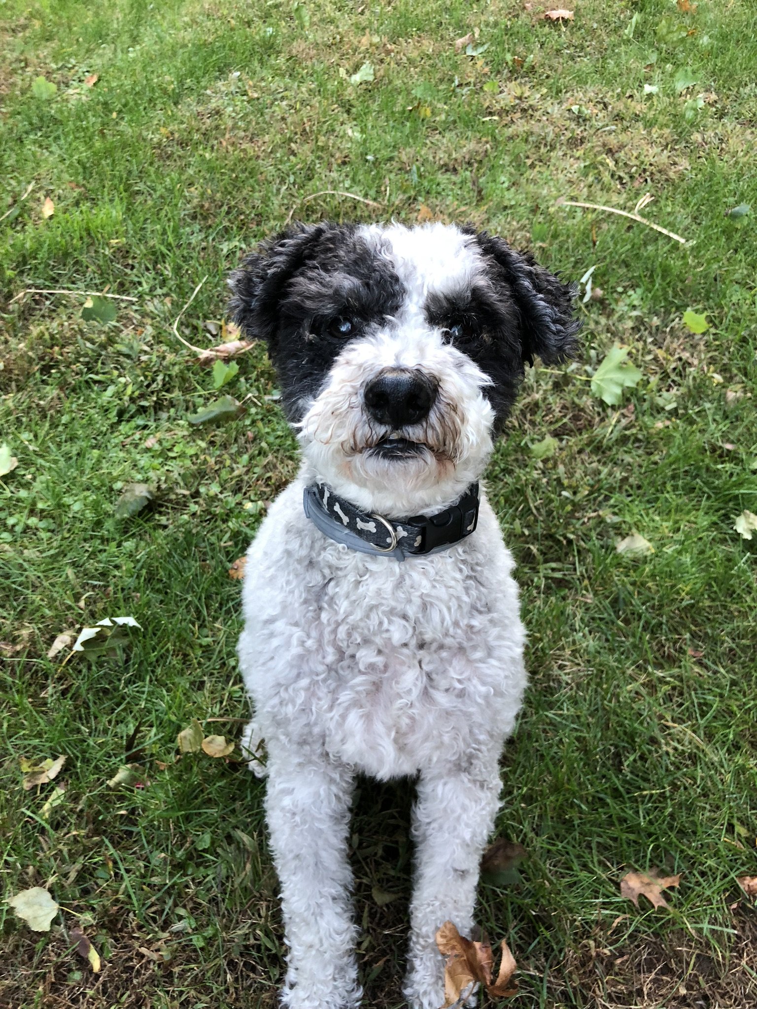 A black and white fluffy dog with curly fur sitting outside on grass with fallen leaves.