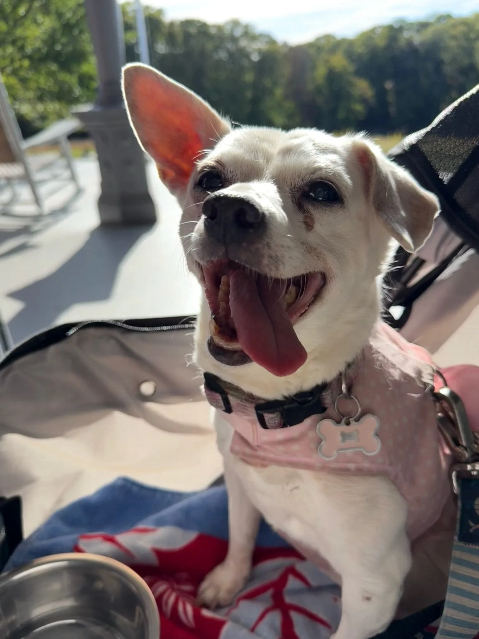 A happy white dog with one large ear and a smaller ear, yawning and showing its tongue, wearing a pink harness with a bone-shaped tag, sitting on a person's lap outdoors with trees and a bright sky in the background.
