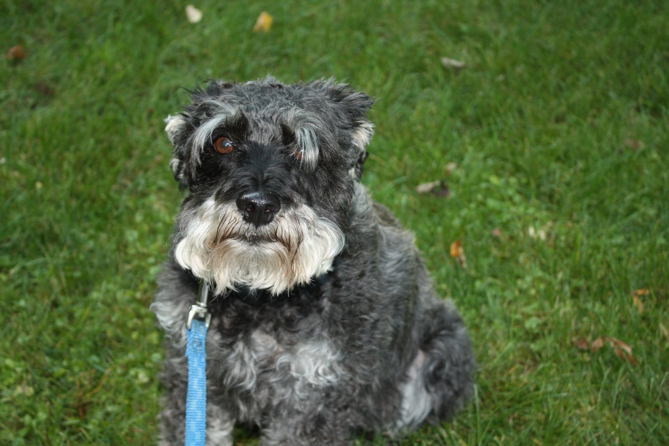 A cute, fluffy, black and gray dog with white facial markings sitting on green grass during daytime.